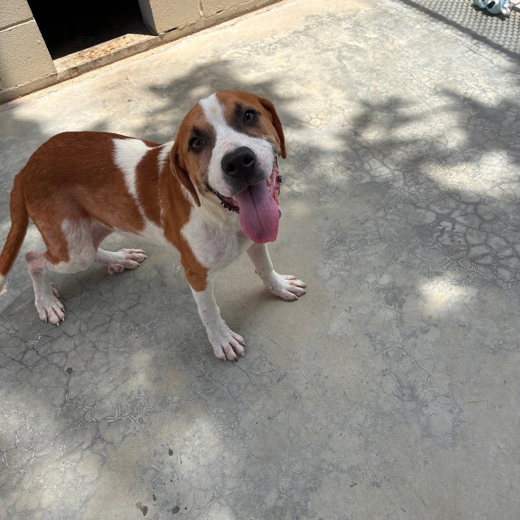 Boone, Adoptable, Adult Male Mixed Breed.