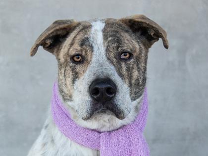 Enlarge Henry, a Adoptable mixed breed in Longmont, CO image 2/3