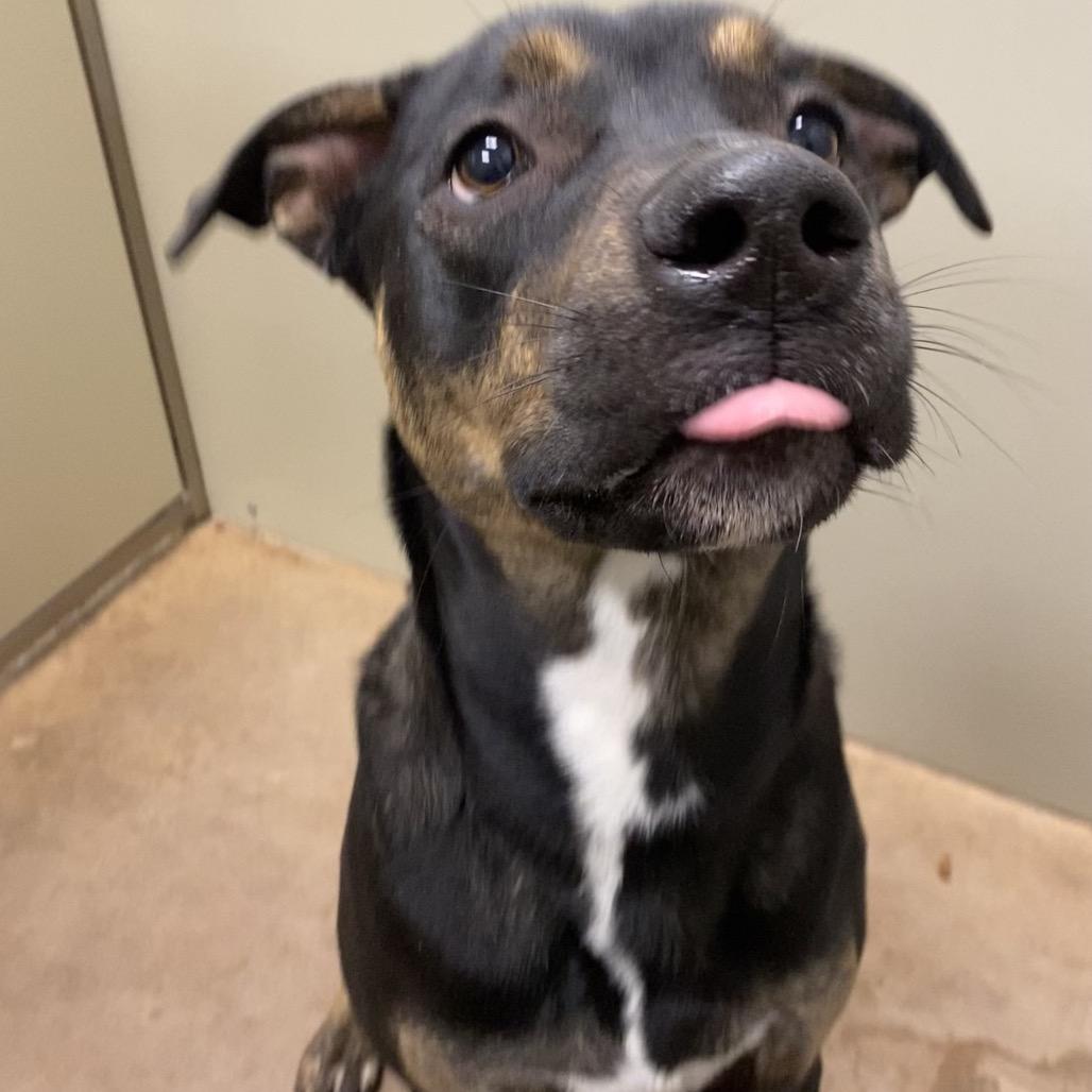 Rhea, Adoptable, Young Female Mixed Breed.