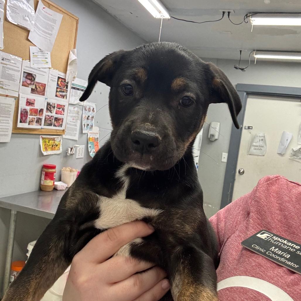 Enlarge Rhea, a Adoptable Mixed Breed in Spokane, WA image 1/2