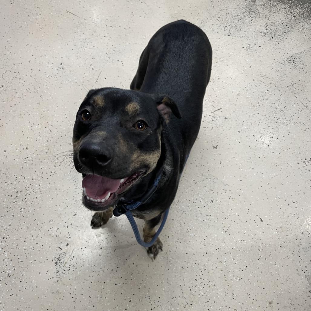 Enlarge Rhea, a Adoptable Mixed Breed in Spokane, WA image 2/2