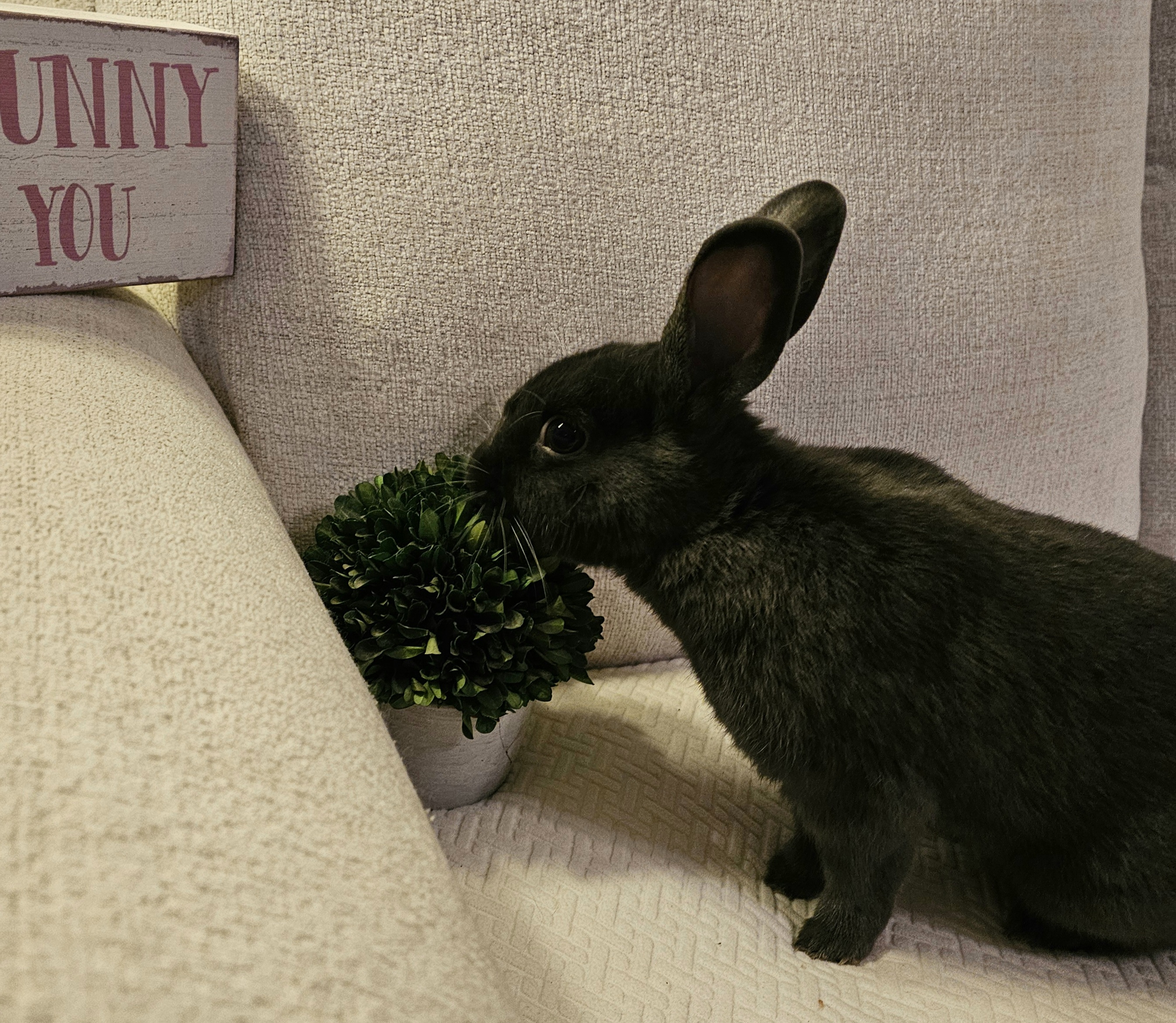 Enlarge Milo, a Adopted American in St. Charles, IL image 4/5