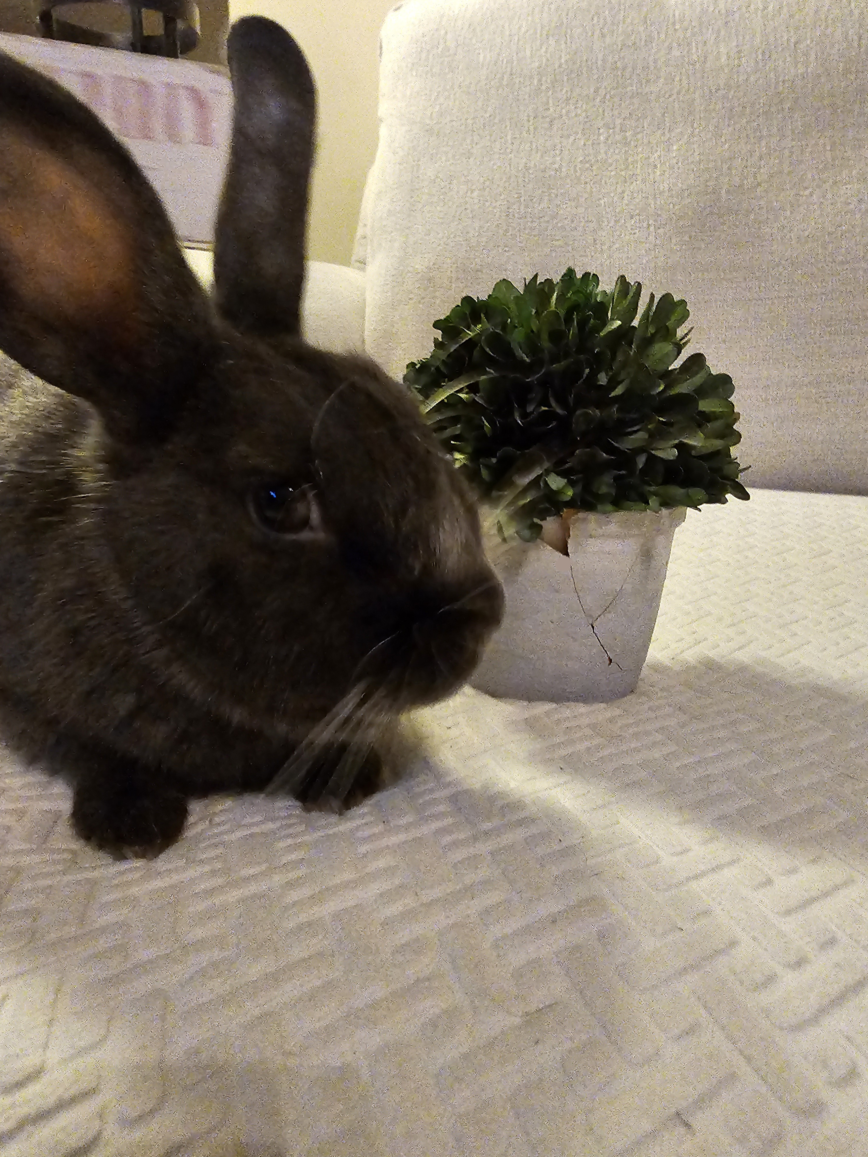 Milo, Adopted, Adult Male American.