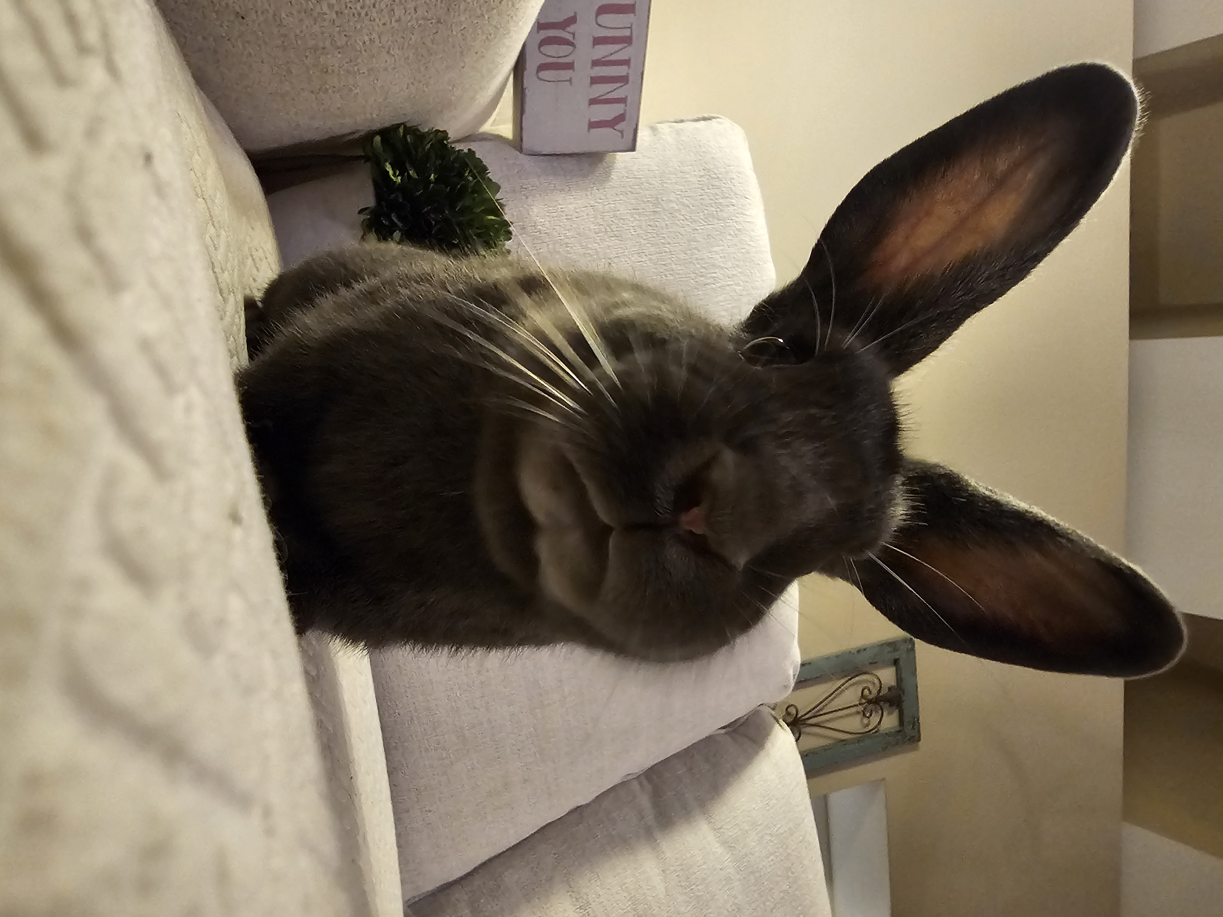Enlarge Milo, a Adopted American in St. Charles, IL image 2/5