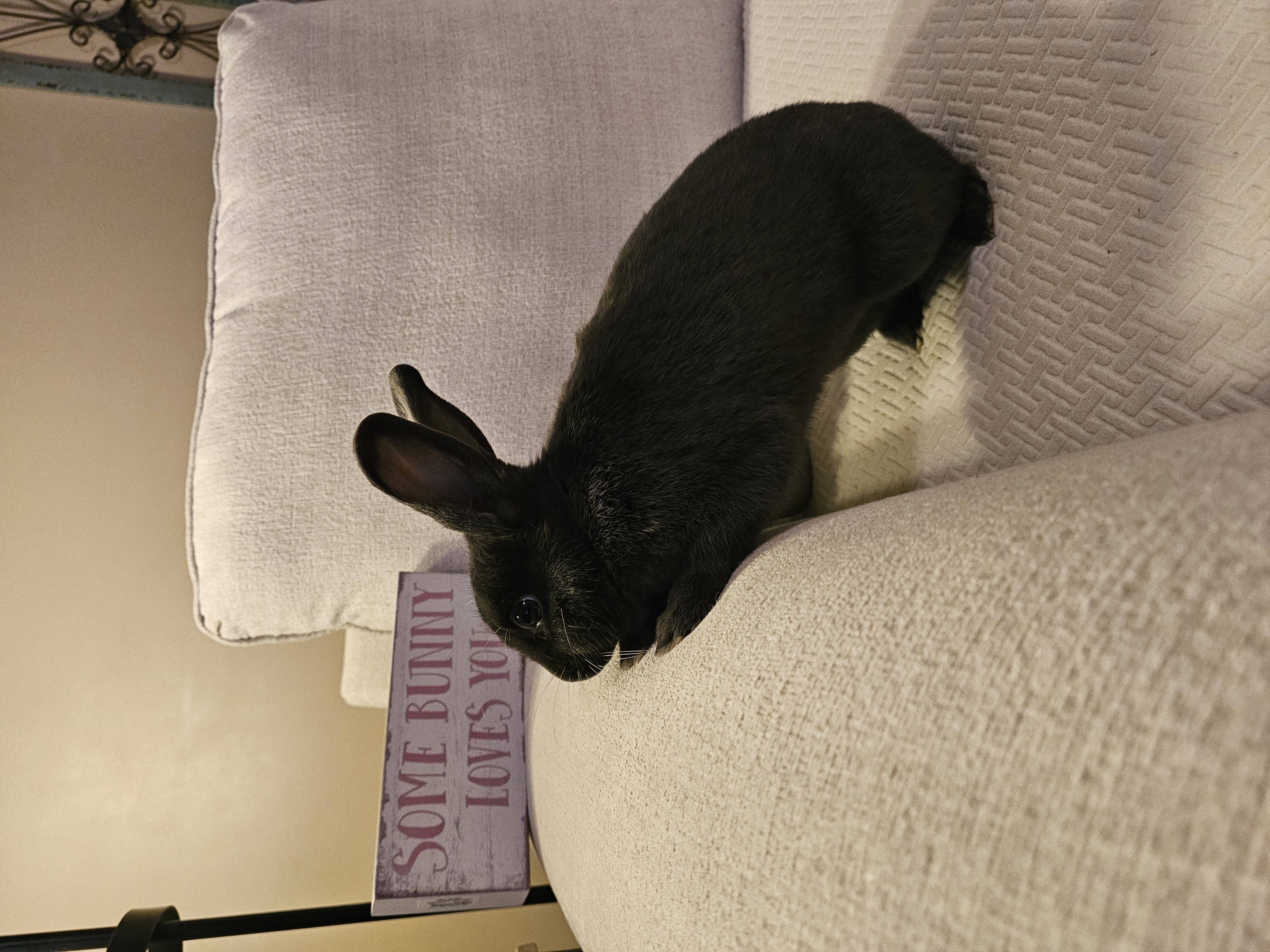 Enlarge Milo, a Adopted American in St. Charles, IL image 5/5