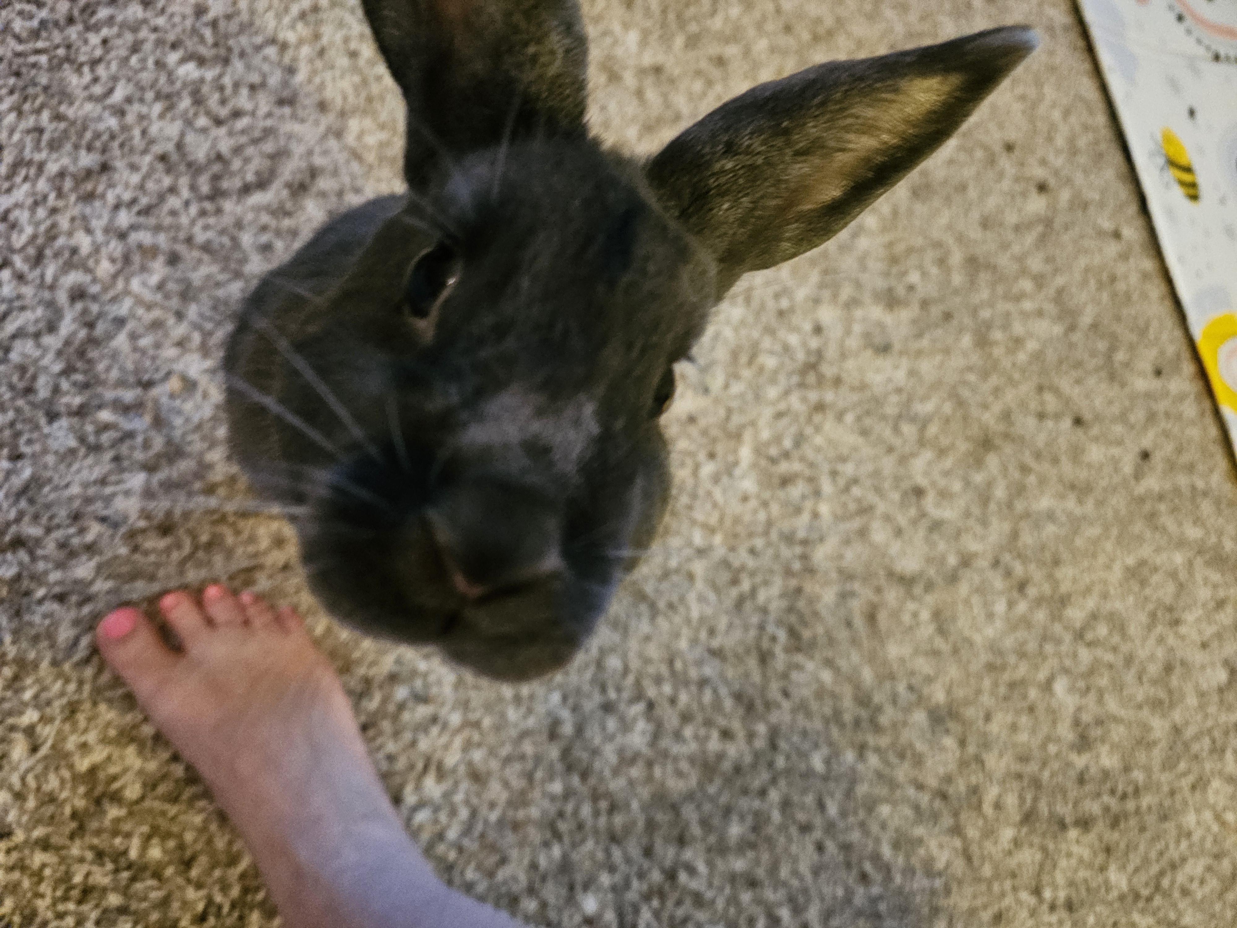 Enlarge Milo, a Adopted American in St. Charles, IL image 3/5