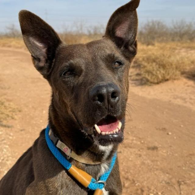 Ace, Adoptable, Senior Male Labrador Retriever & Pit Bull Terrier.