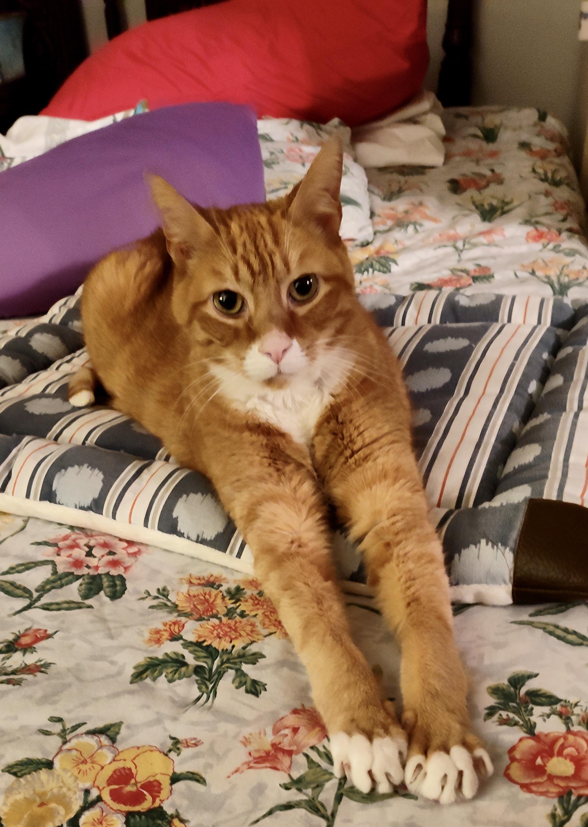 Enlarge Pumpkin Jam, a Adoptable mixed breed in Hasbrouck Heights, NJ image 1/6