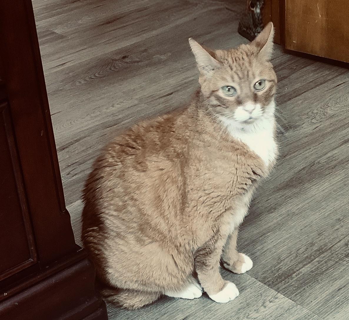 Pumpkin Jam, Adoptable, Senior Male Domestic Short Hair & Tabby.