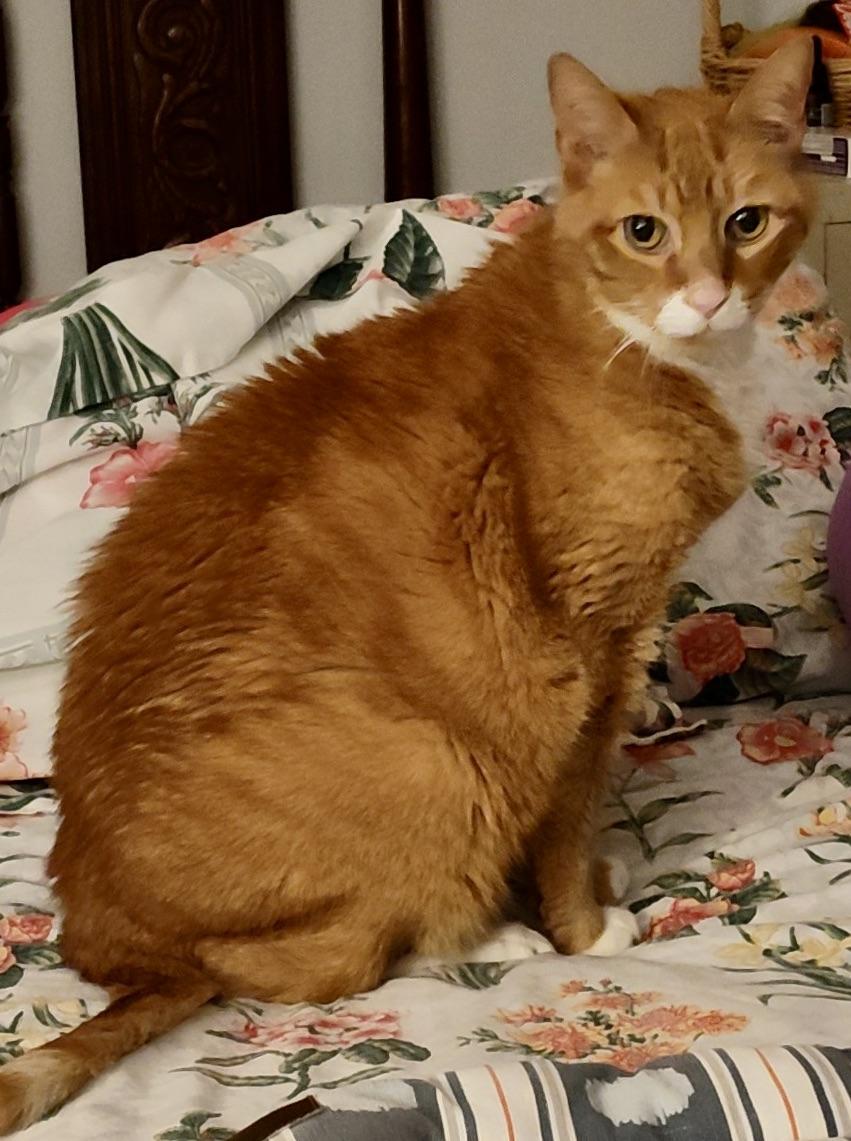 Enlarge Pumpkin Jam, a Adoptable mixed breed in Hasbrouck Heights, NJ image 3/6