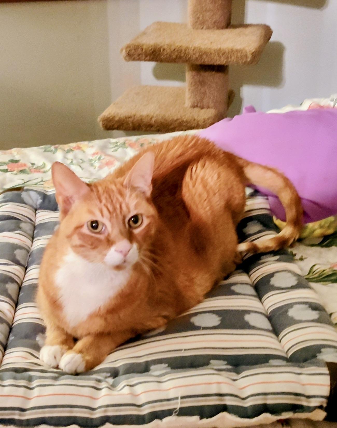 Enlarge Pumpkin Jam, a Adoptable mixed breed in Hasbrouck Heights, NJ image 4/6