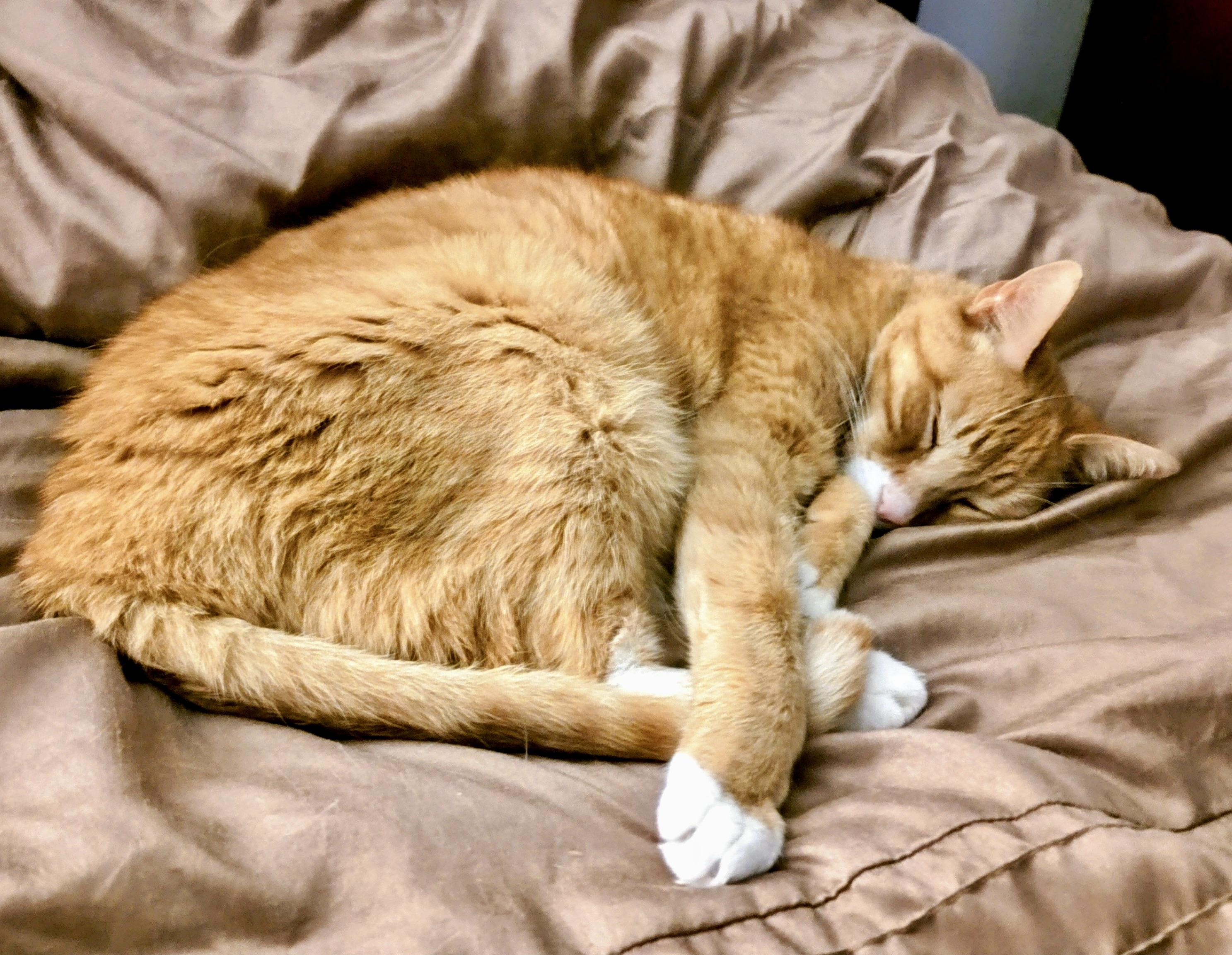 Enlarge Pumpkin Jam, a Adoptable mixed breed in Hasbrouck Heights, NJ image 6/6