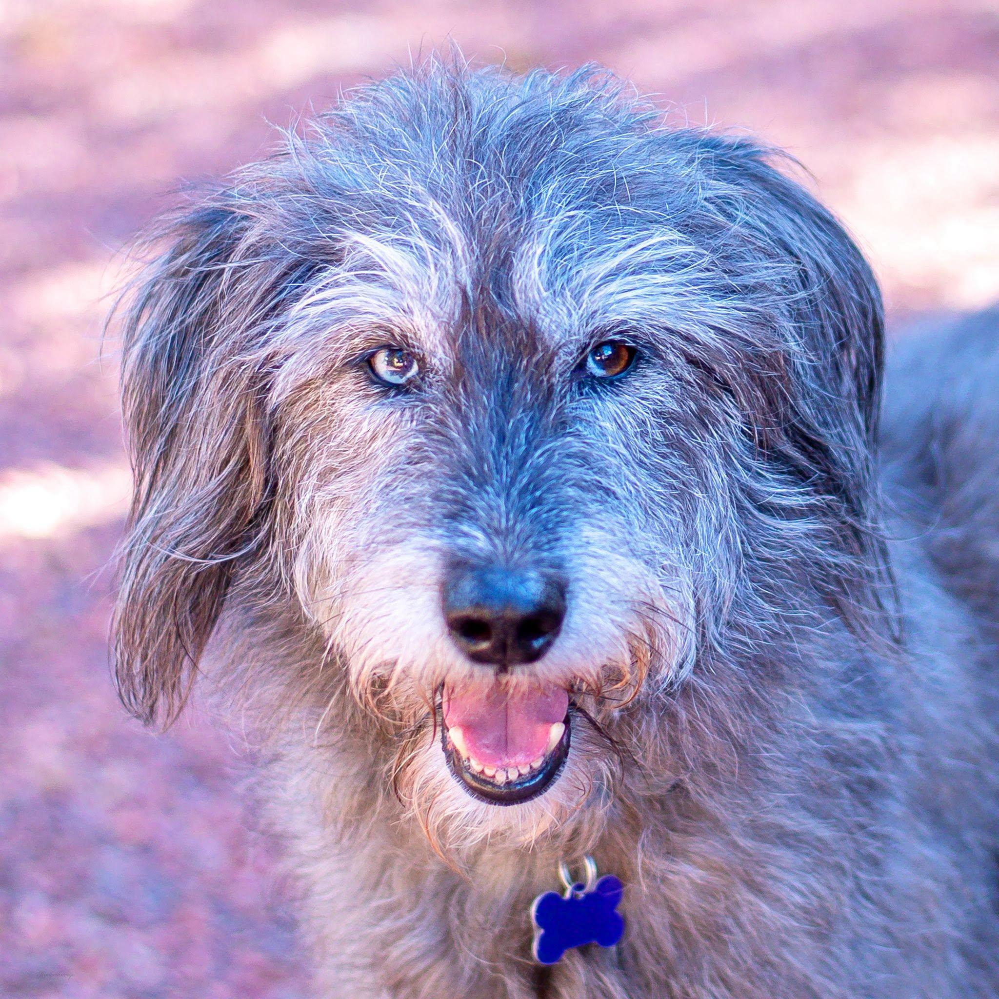 Enlarge Maggie, a ADOPTABLE mixed breed in Baton Rouge, LA image 1/2