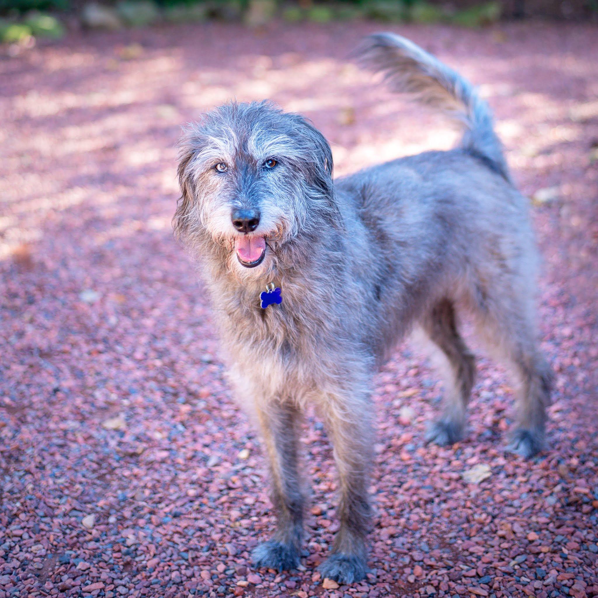 Enlarge Maggie, a ADOPTABLE mixed breed in Baton Rouge, LA image 2/2