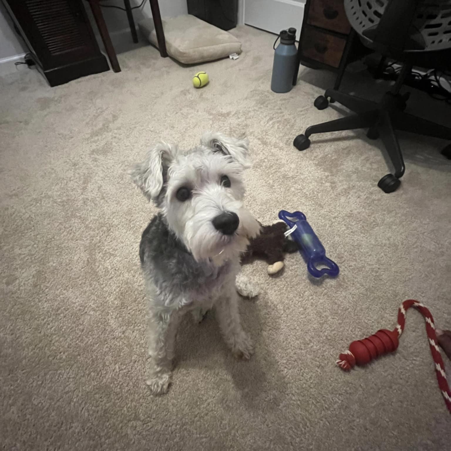 Enlarge NEIKO, a ADOPTABLE Miniature Schnauzer in Harlem, GA image 3/5