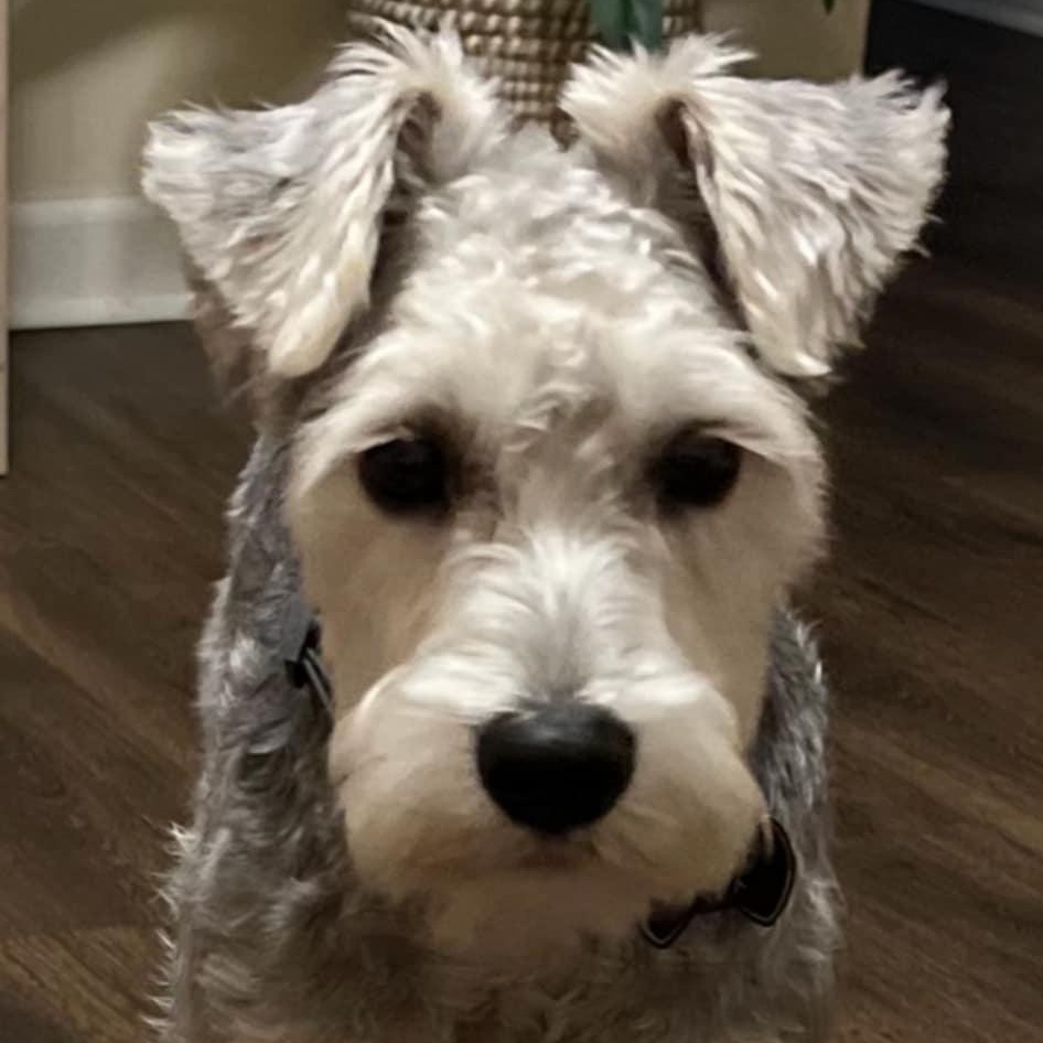Enlarge NEIKO, a ADOPTABLE Miniature Schnauzer in Harlem, GA image 1/5