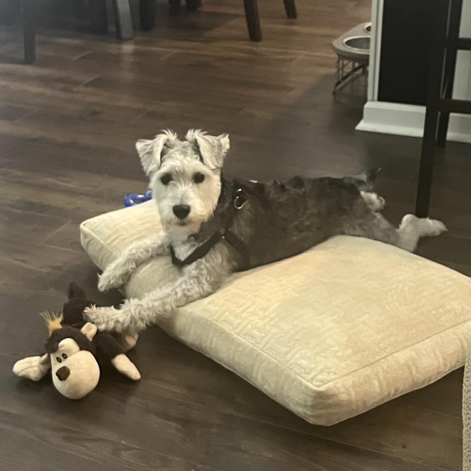 Enlarge NEIKO, a ADOPTABLE Miniature Schnauzer in Harlem, GA image 2/5