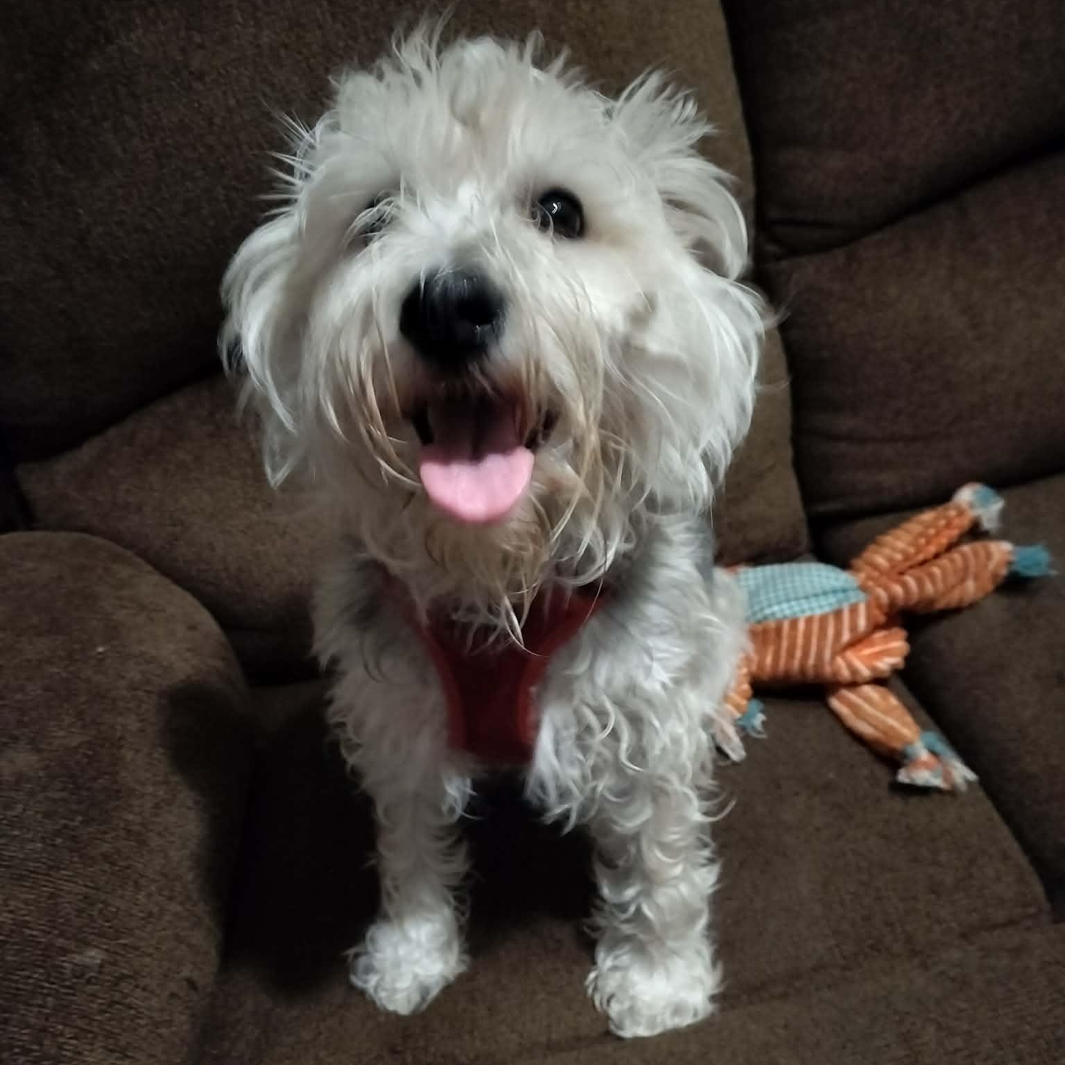 Enlarge NEIKO, a ADOPTABLE Miniature Schnauzer in Harlem, GA image 5/5