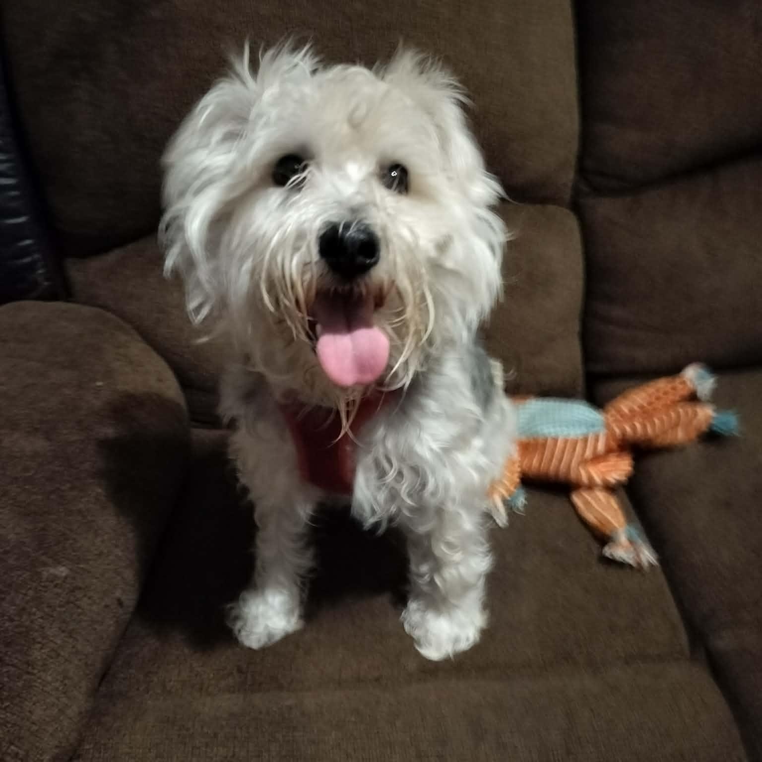 Enlarge NEIKO, a ADOPTABLE Miniature Schnauzer in Harlem, GA image 4/5