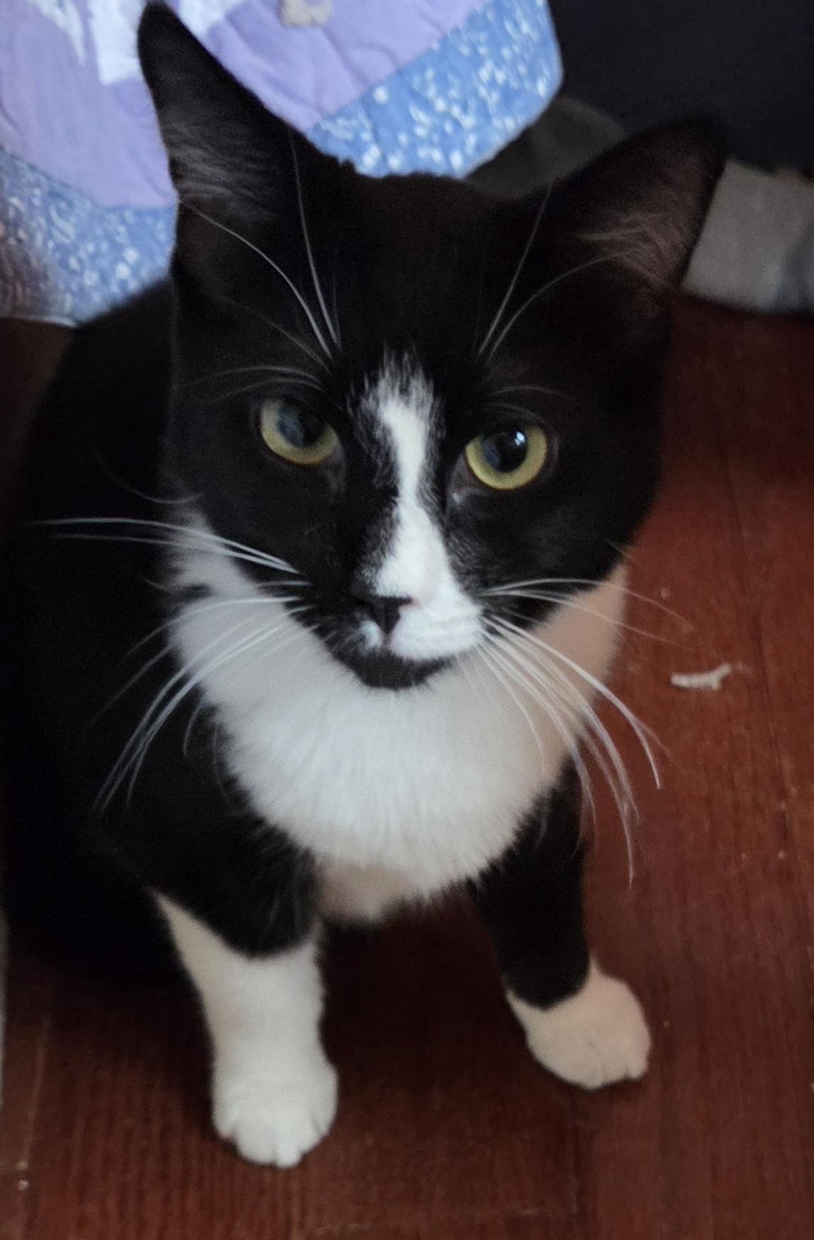 Miwa, Adoptable, Kitten Female Domestic Short Hair.