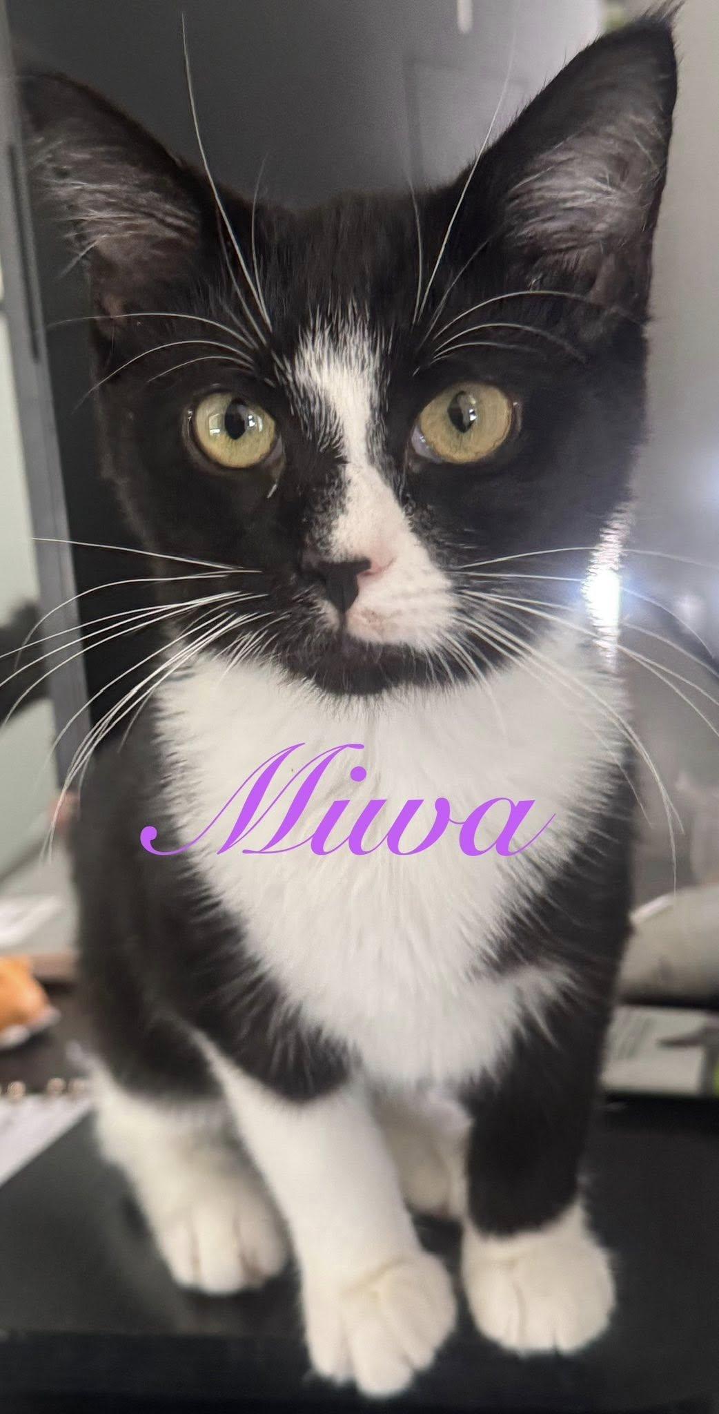 Miwa, Adoptable, Kitten Female Domestic Short Hair.