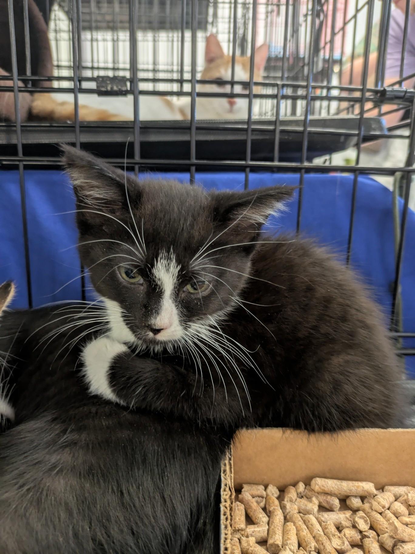 Miwa, Adoptable, Kitten Female Domestic Short Hair.