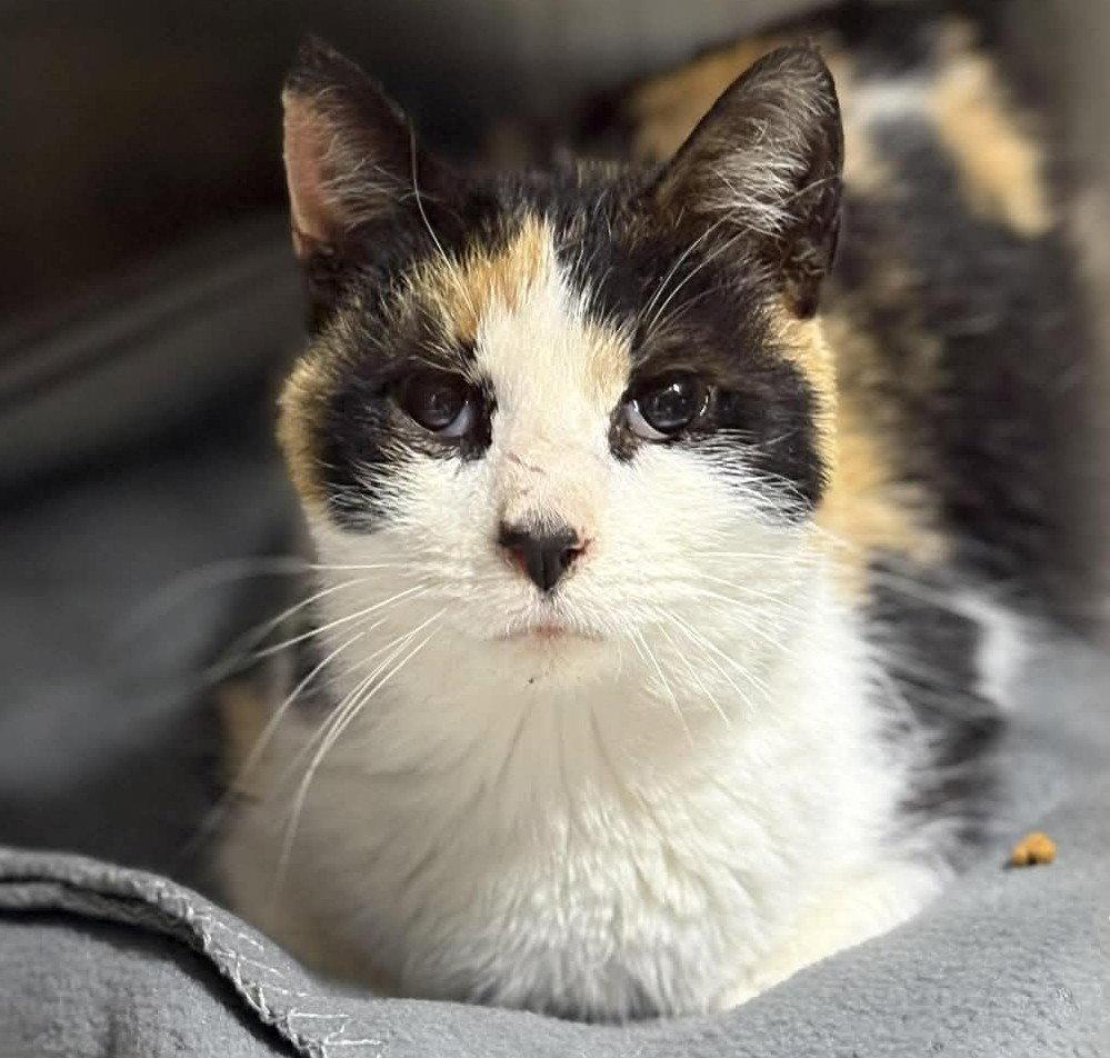 Enlarge Mira, a Adoptable Domestic Short Hair in Dalzell, IL image 1/3