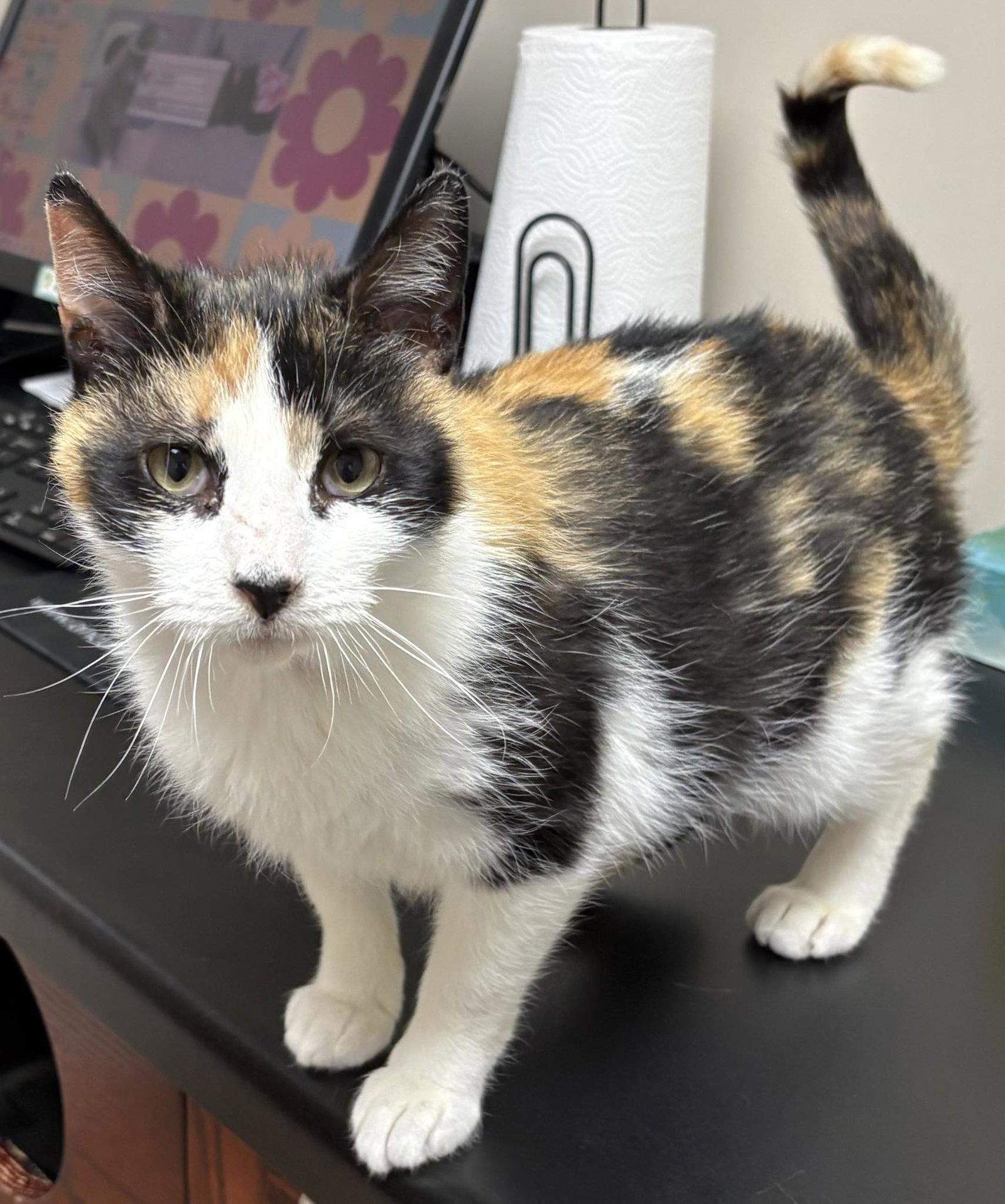 Enlarge Mira, a Adoptable Domestic Short Hair in Dalzell, IL image 2/3