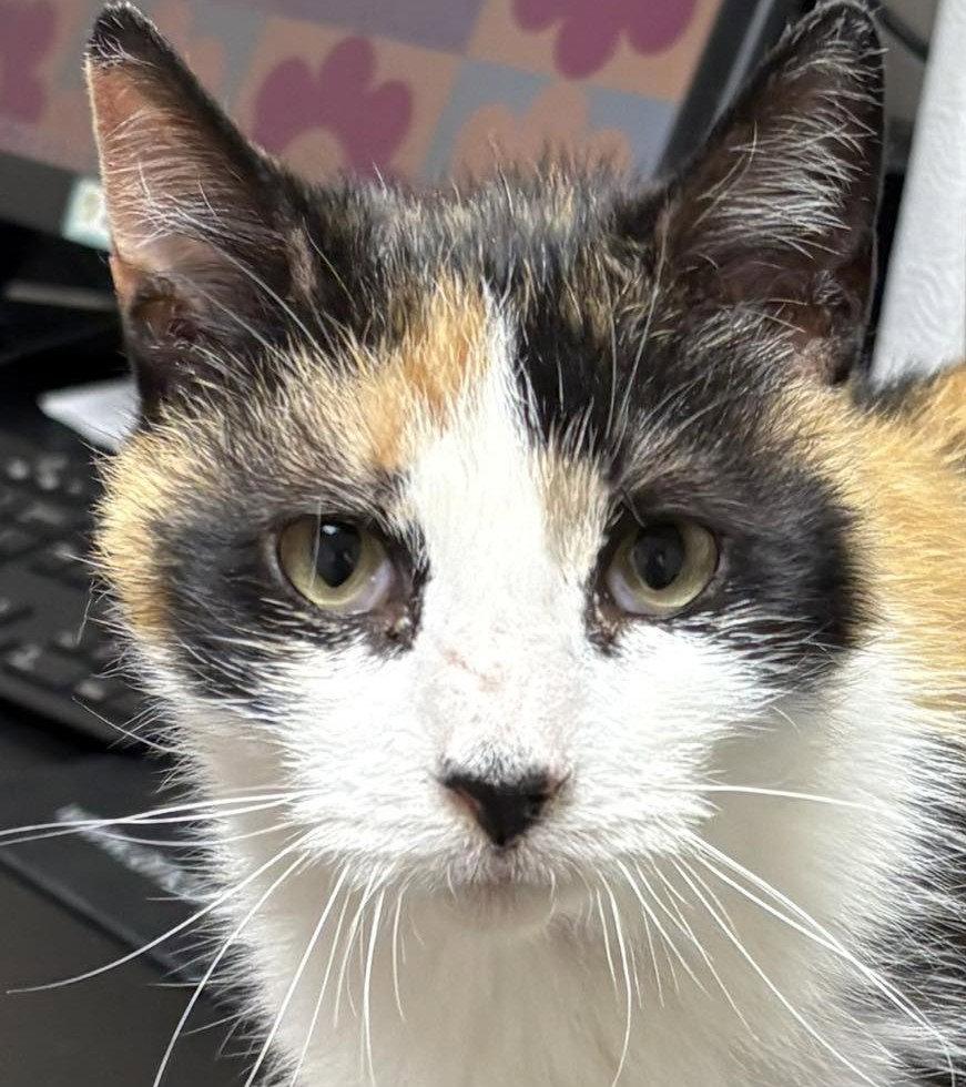 Enlarge Mira, a Adoptable Domestic Short Hair in Dalzell, IL image 3/3