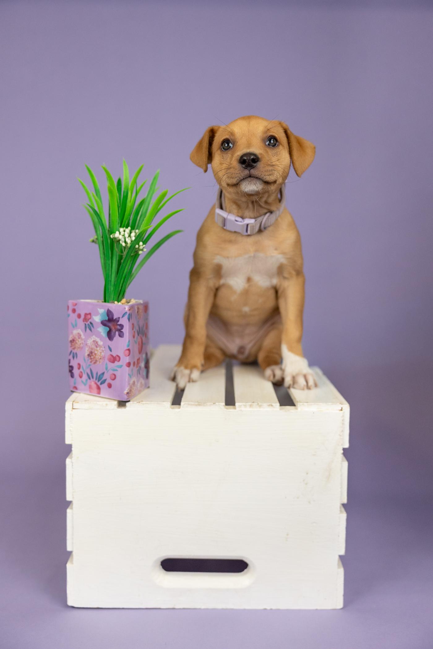 382-26, ADOPTABLE, Puppy Female Terrier.