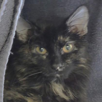 Pookie, Adoptable, Young Female Domestic Short Hair & Domestic Short Hair.