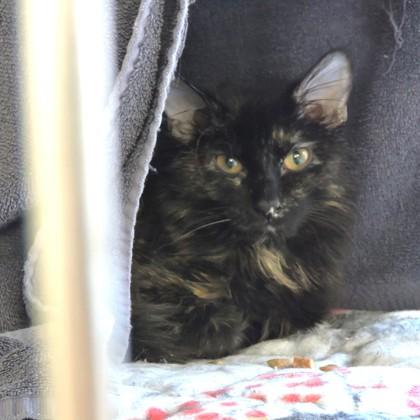 Pookie, a Adoptable mixed breed in Madison, WI image 2/3