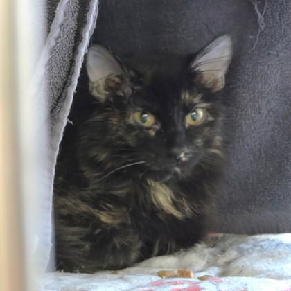 Pookie, a Adoptable mixed breed in Madison, WI image 3/3