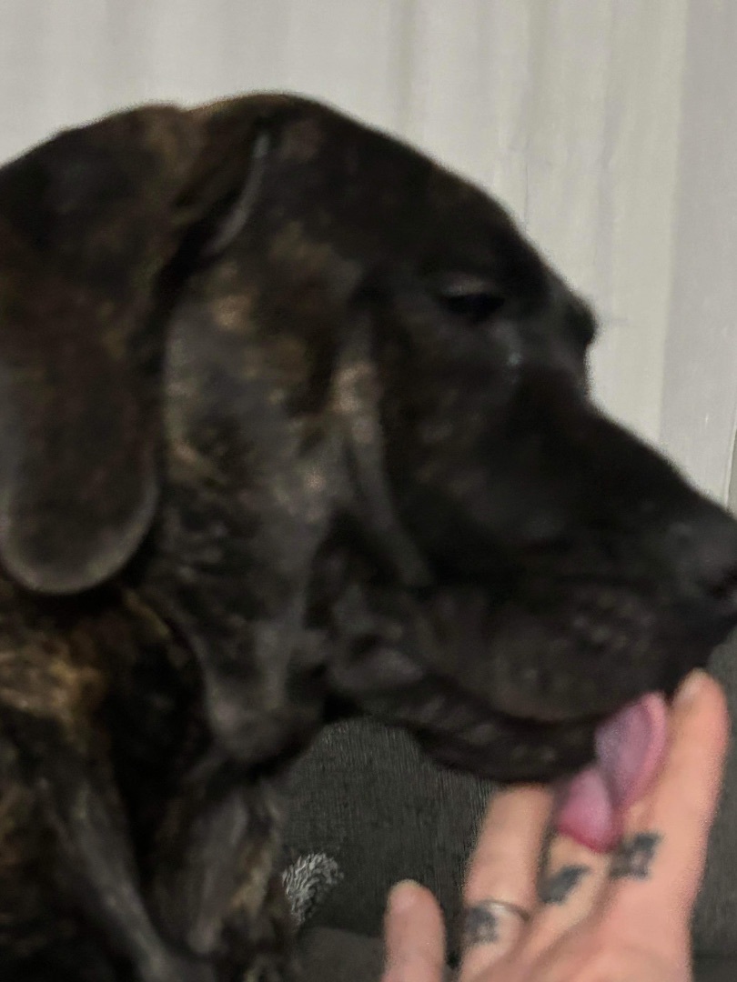 Luna , a Adopted mixed breed in Jacksonville, FL image 1/3