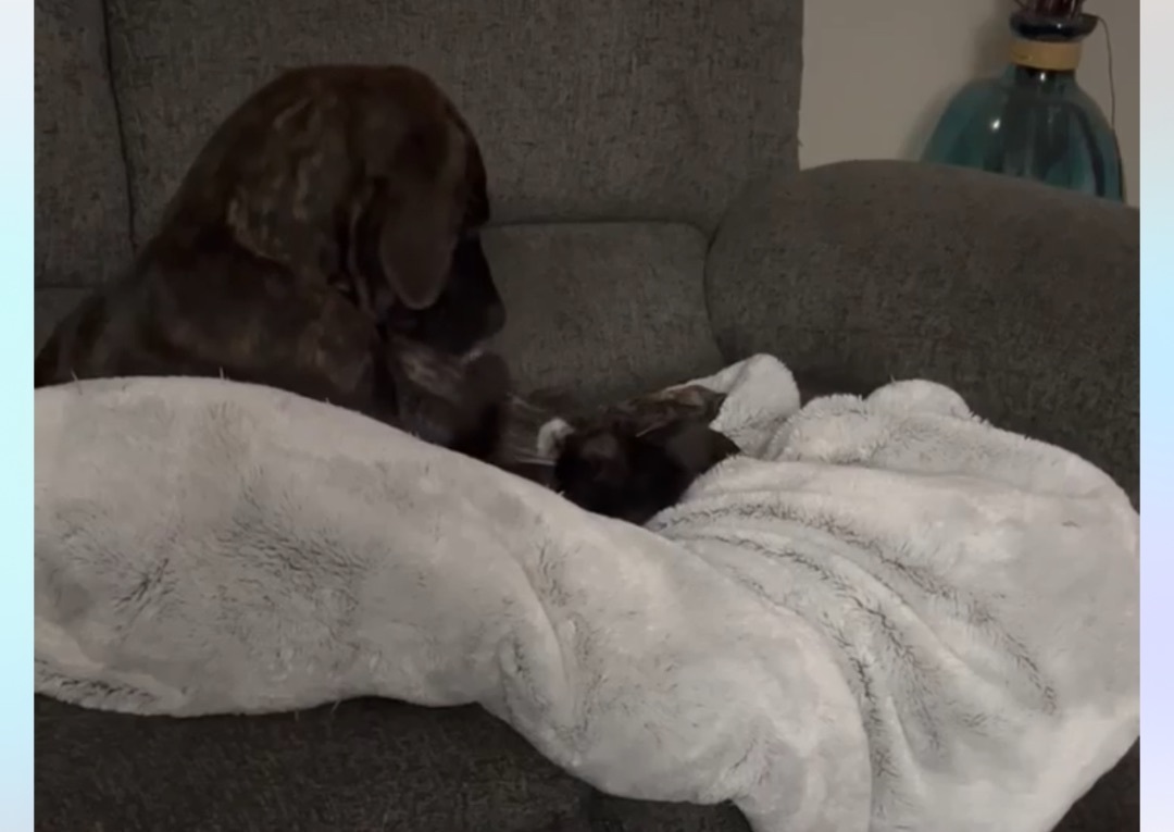 Luna , a Adopted mixed breed in Jacksonville, FL image 2/3