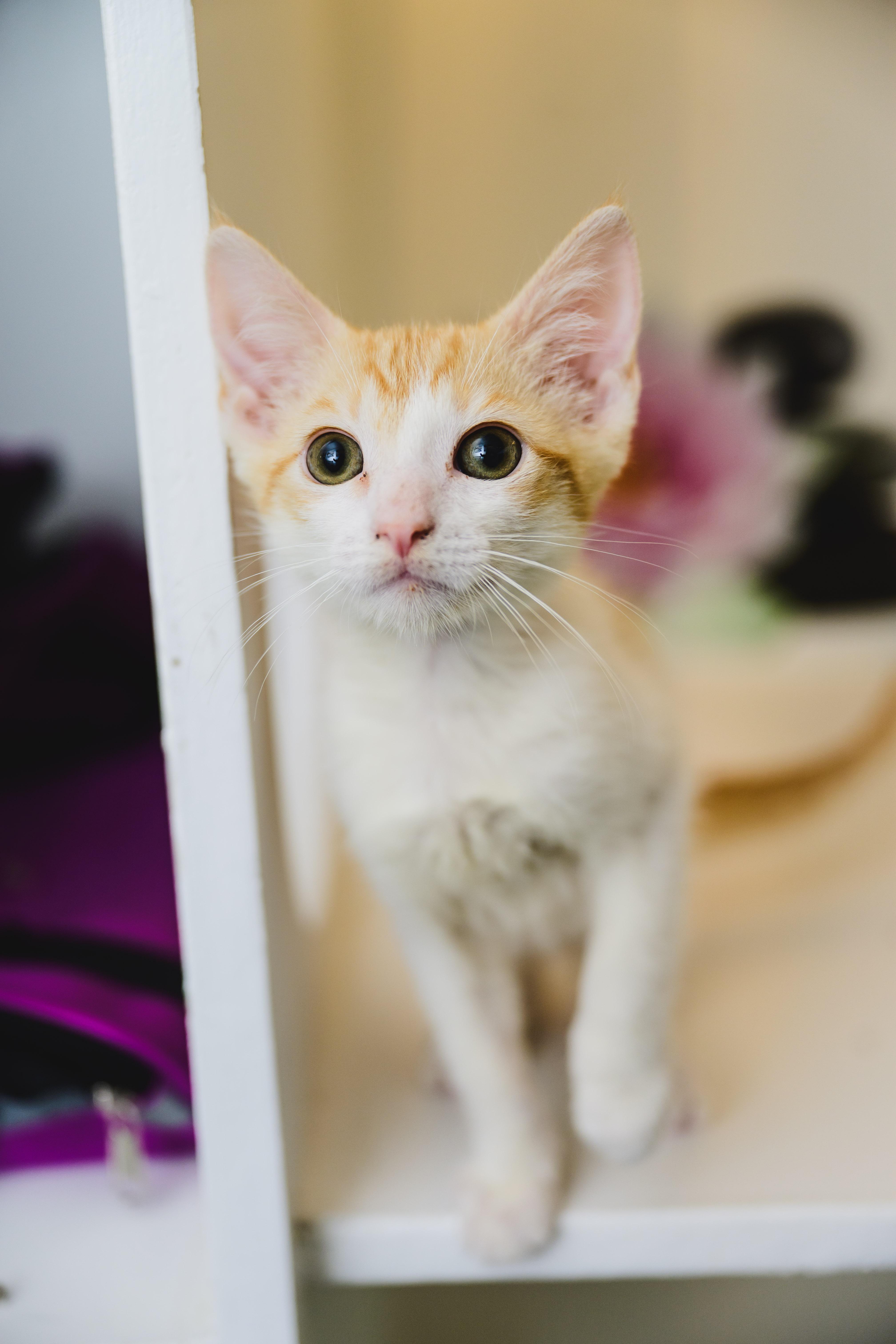 Enlarge Colby Jack, a Adopted Domestic Short Hair in Honolulu, HI image 1/6