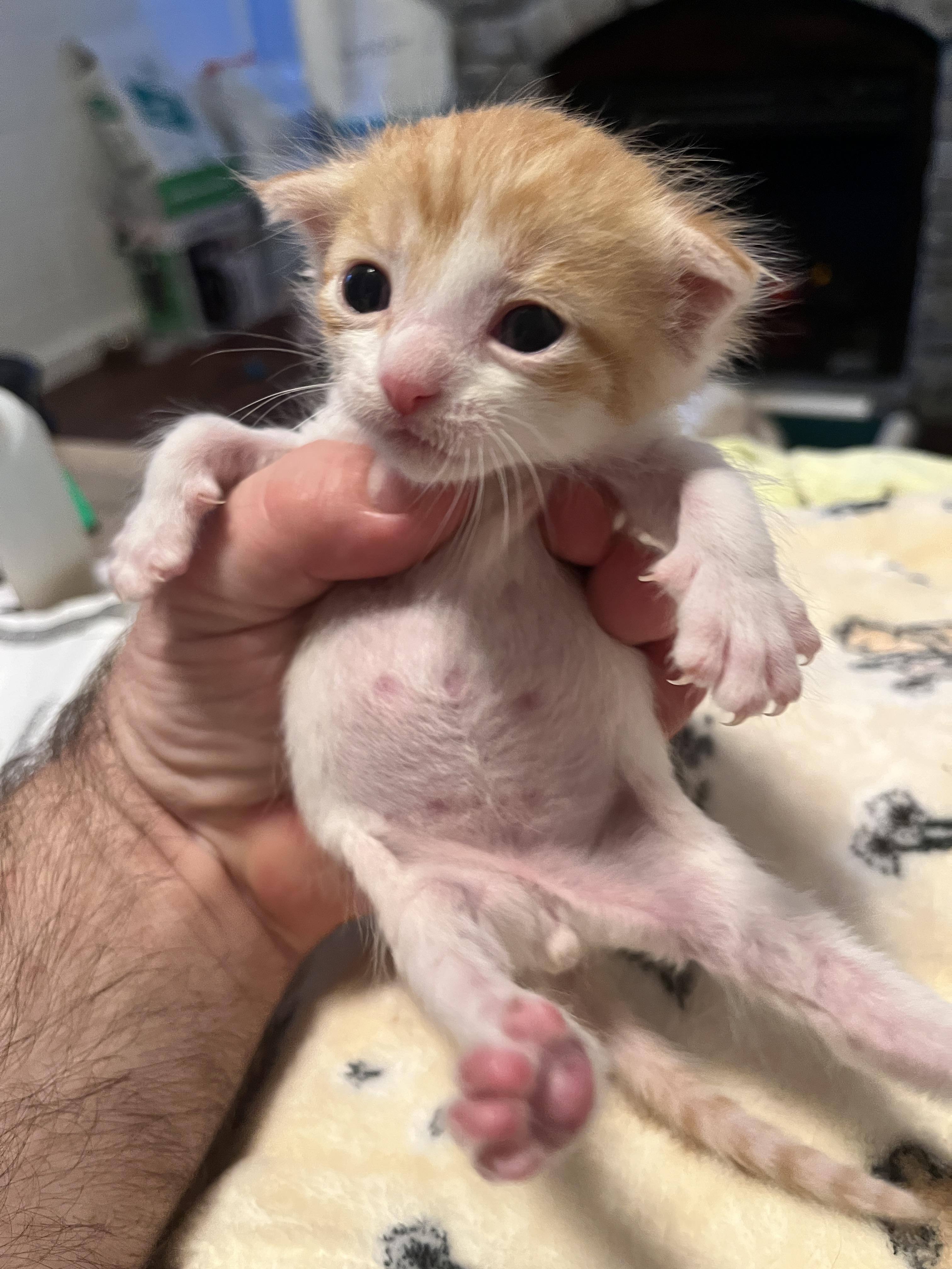 Enlarge Colby Jack, a Adopted Domestic Short Hair in Honolulu, HI image 2/6