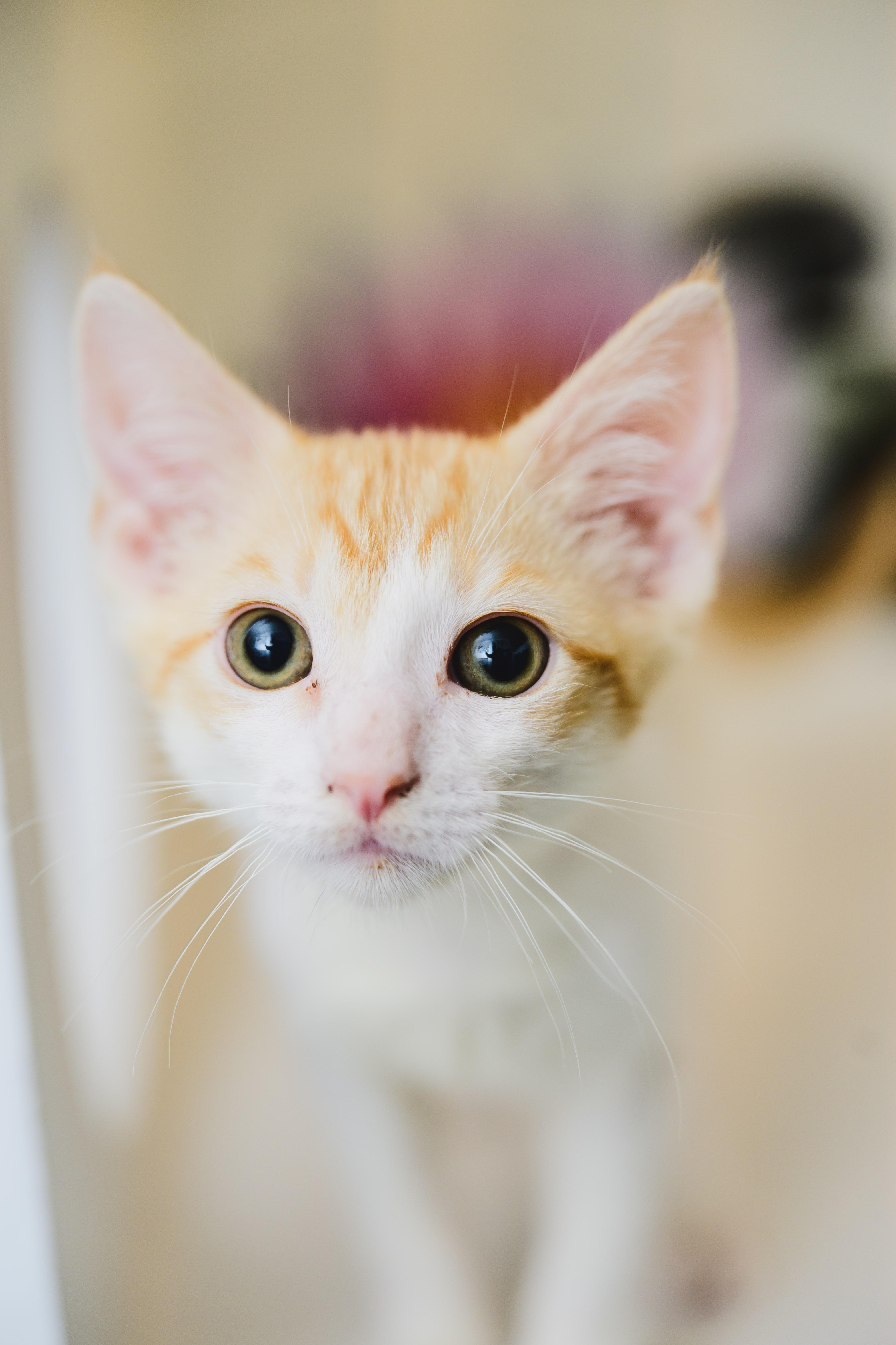 Enlarge Colby Jack, a Adopted Domestic Short Hair in Honolulu, HI image 3/6