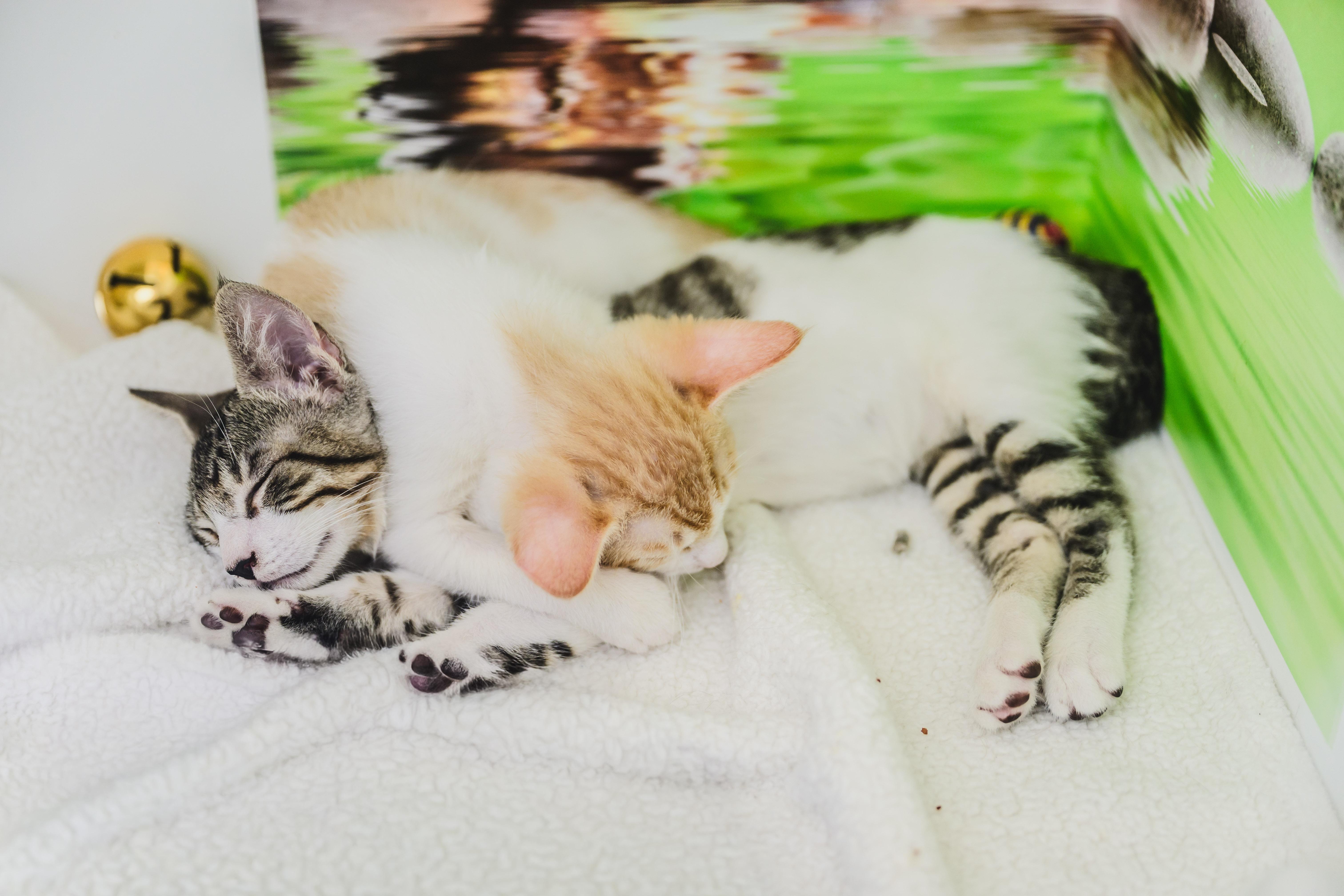 Enlarge Colby Jack, a Adopted Domestic Short Hair in Honolulu, HI image 4/6