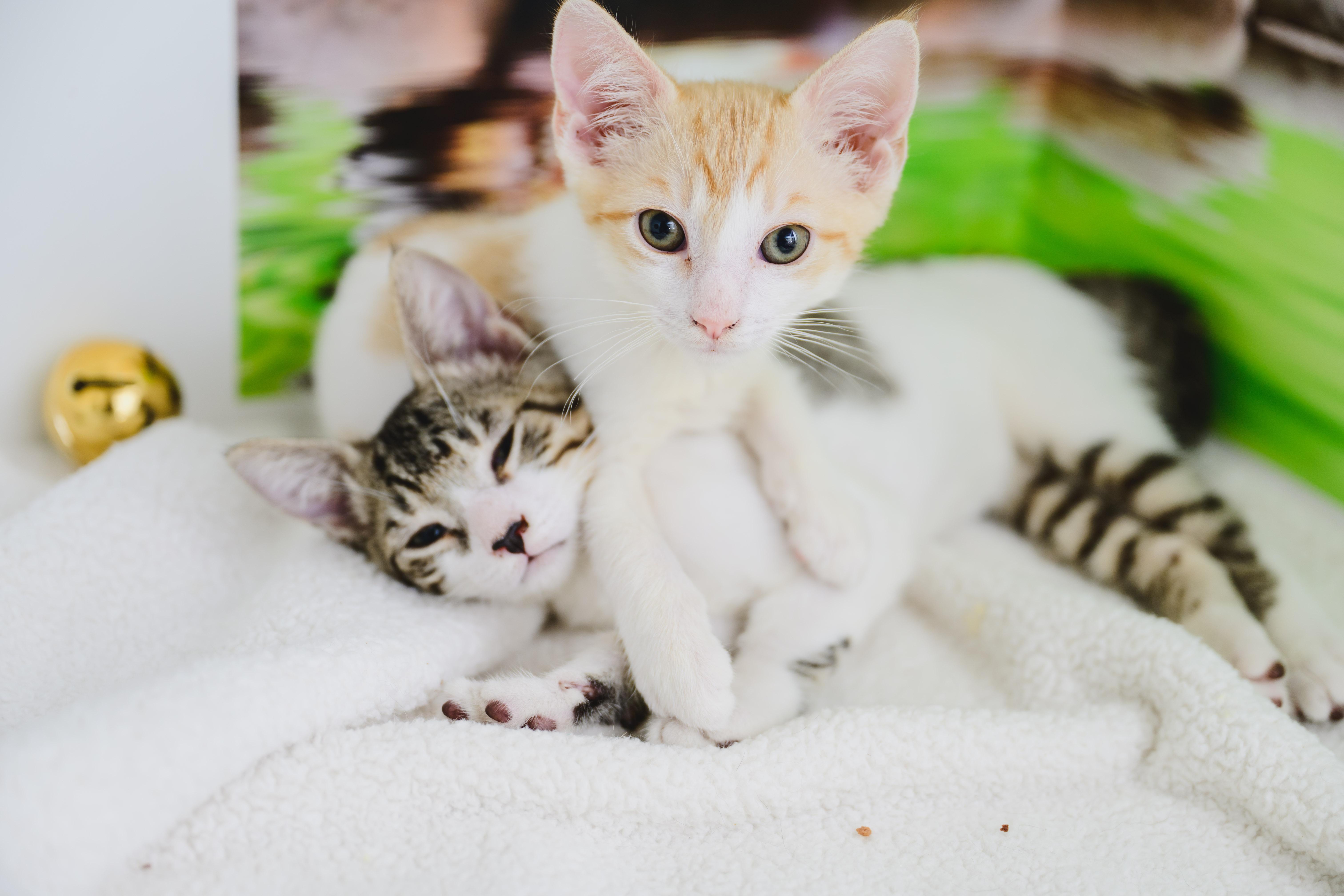 Enlarge Colby Jack, a Adopted Domestic Short Hair in Honolulu, HI image 5/6