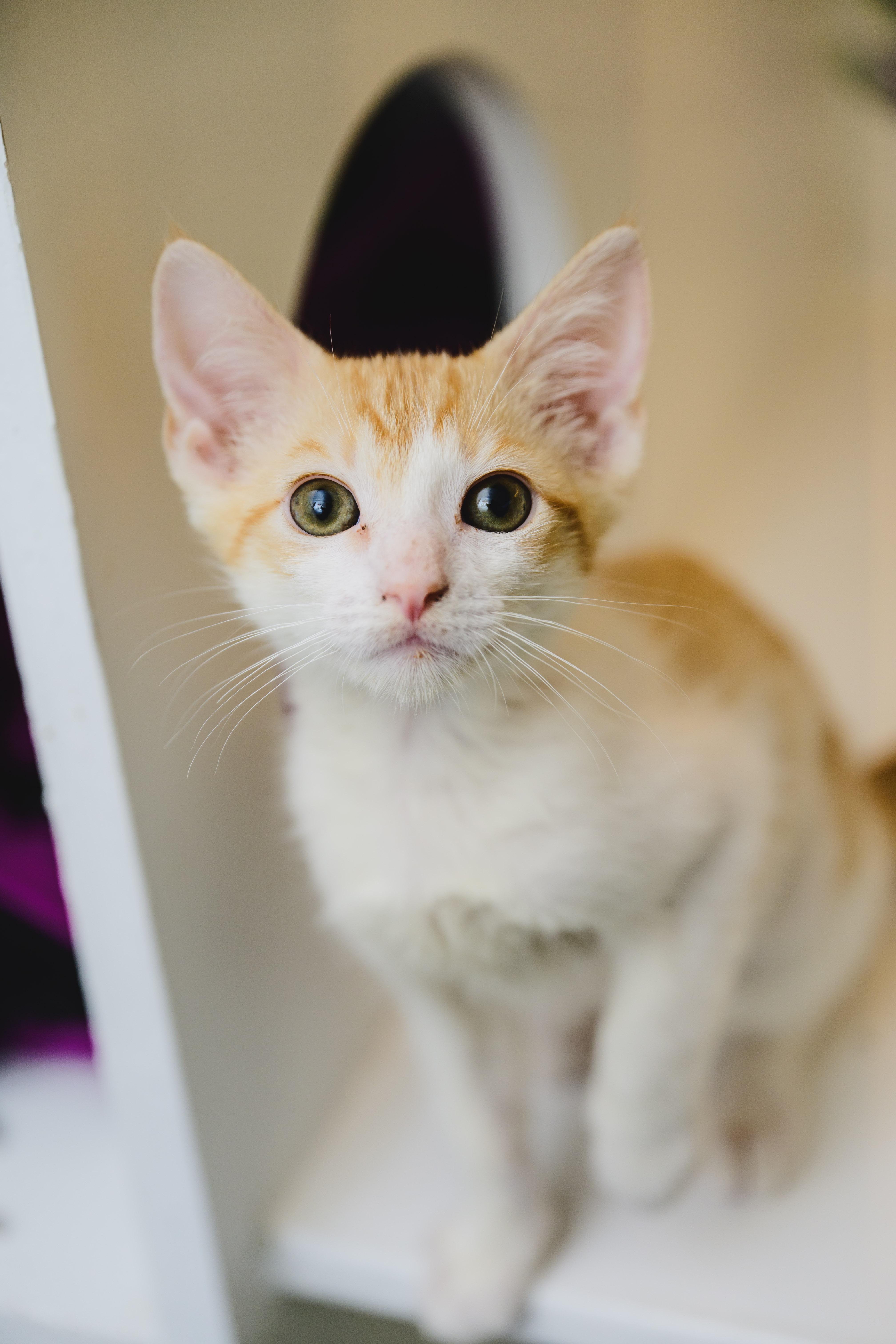 Enlarge Colby Jack, a Adopted Domestic Short Hair in Honolulu, HI image 6/6