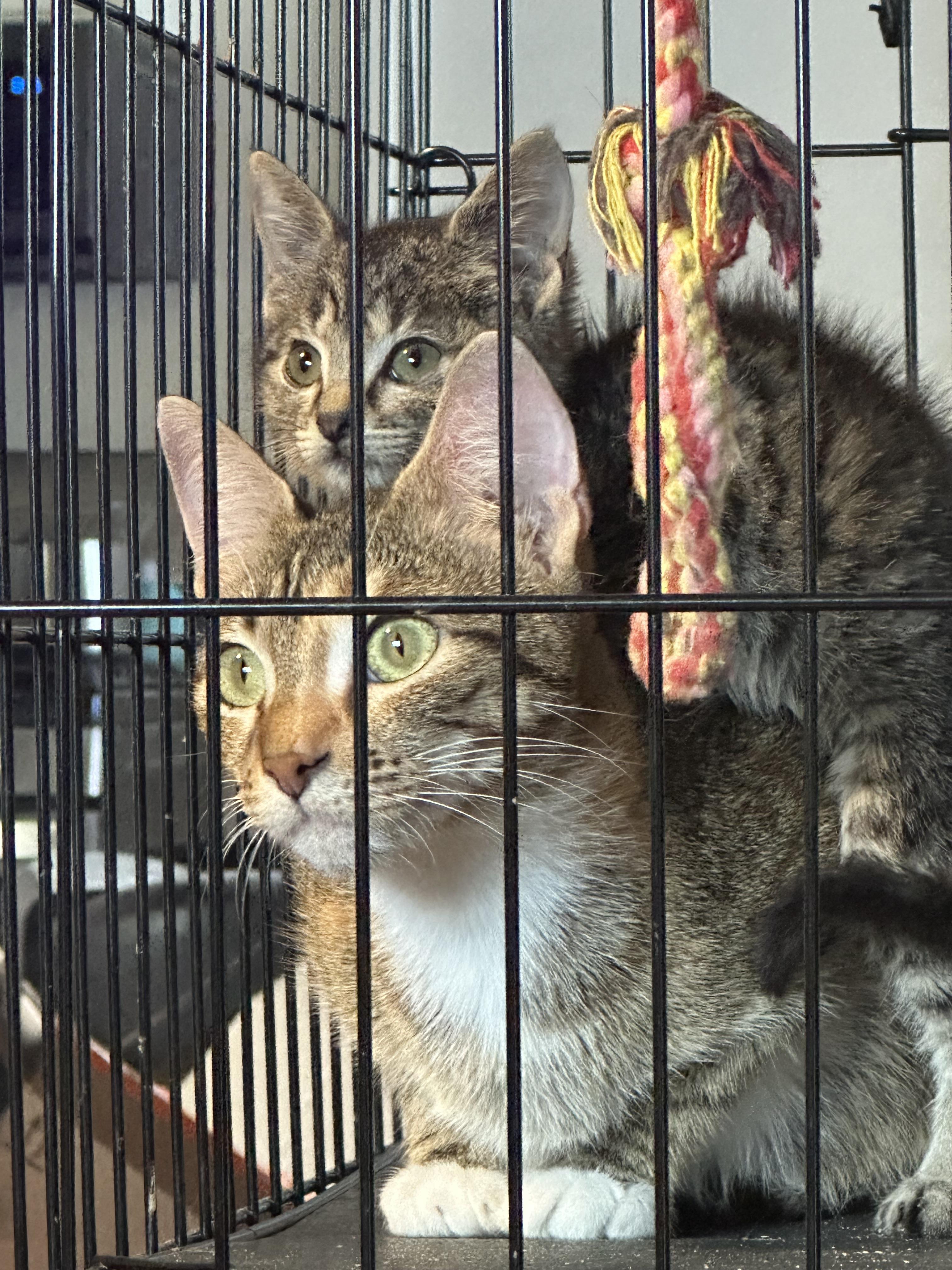 Enlarge Helvetica, an adopted Domestic Short Hair in kirby, TX image 1/1