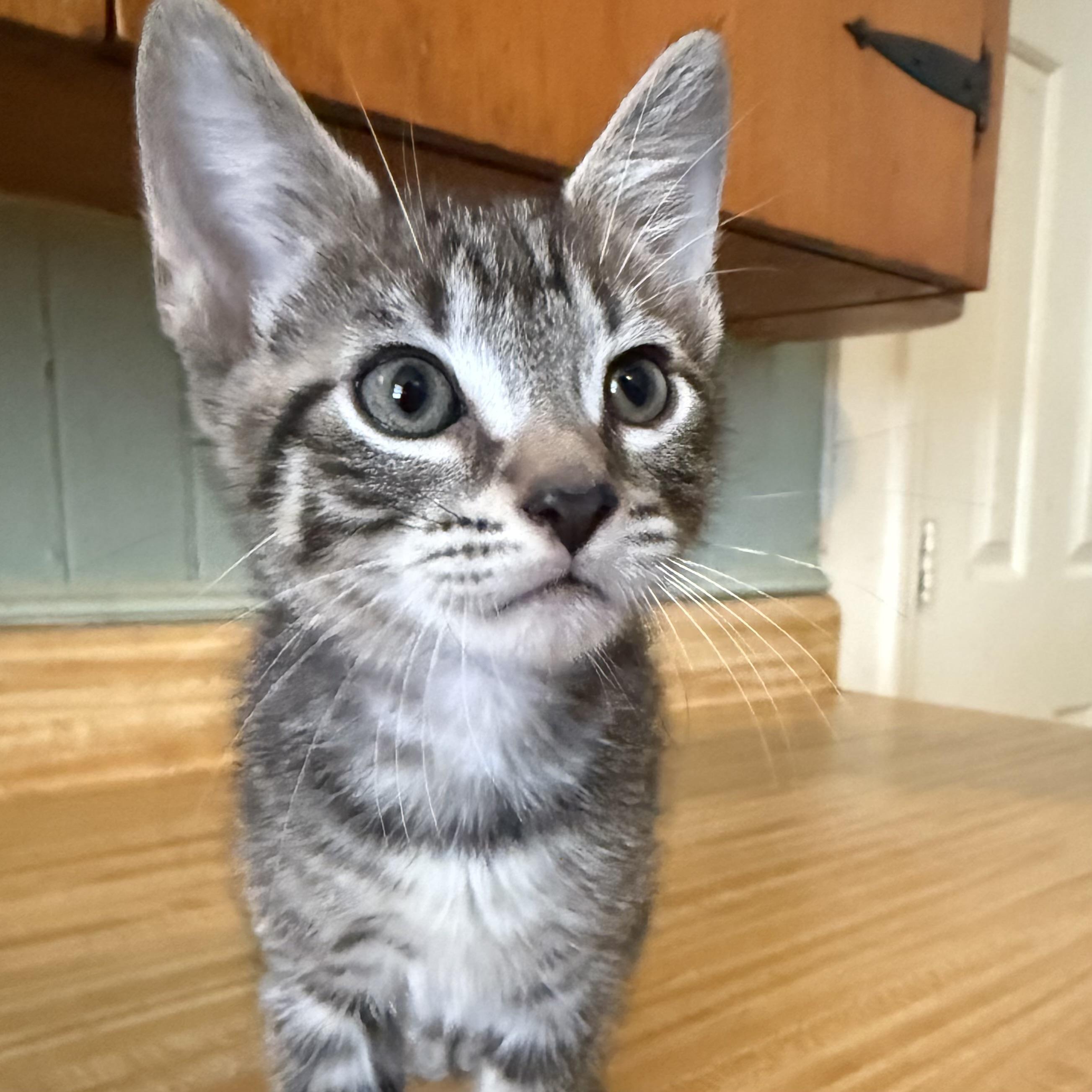 Enlarge Uno, a Adoptable Domestic Short Hair in Clinton, NC image 2/3