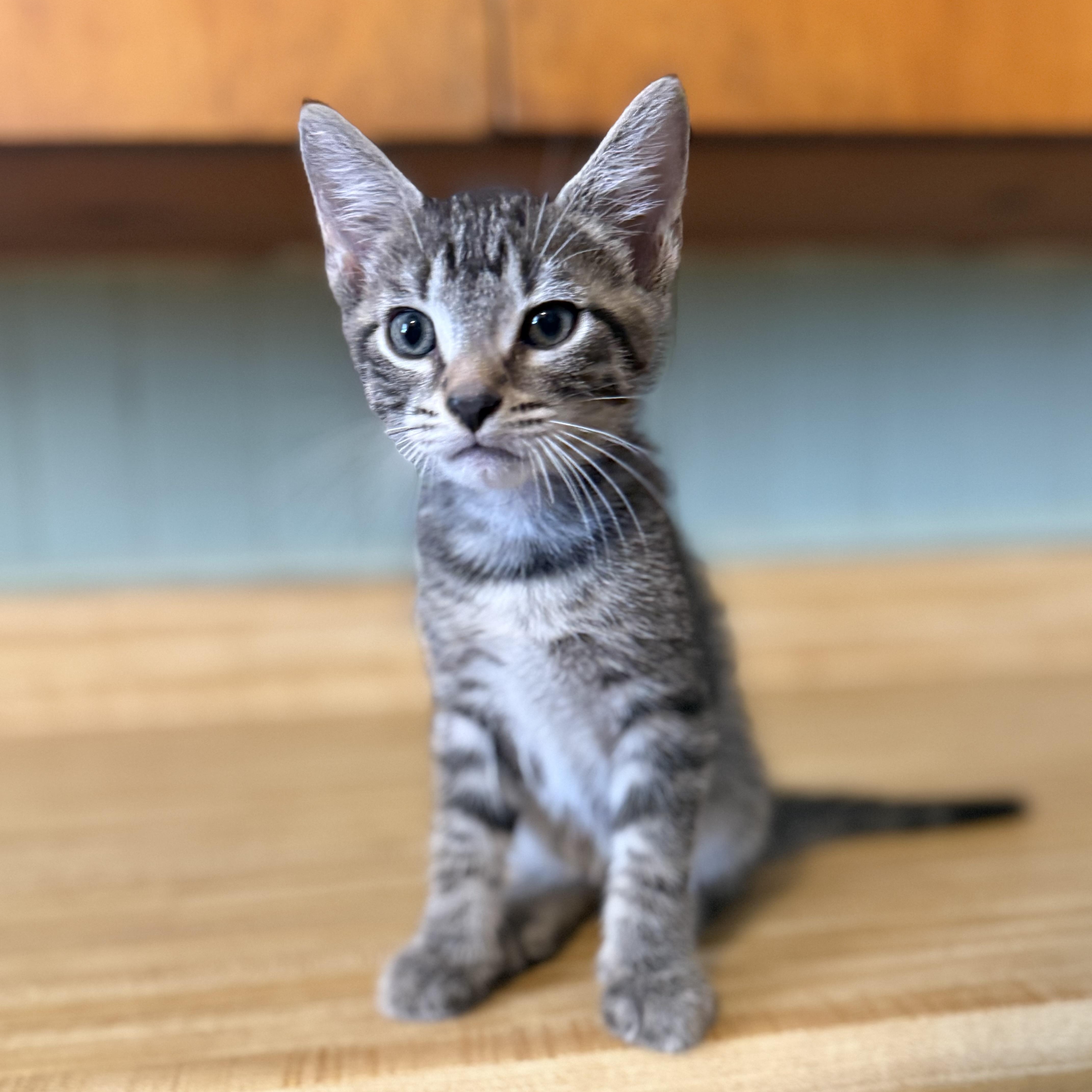 Enlarge Uno, a Adoptable Domestic Short Hair in Clinton, NC image 1/3
