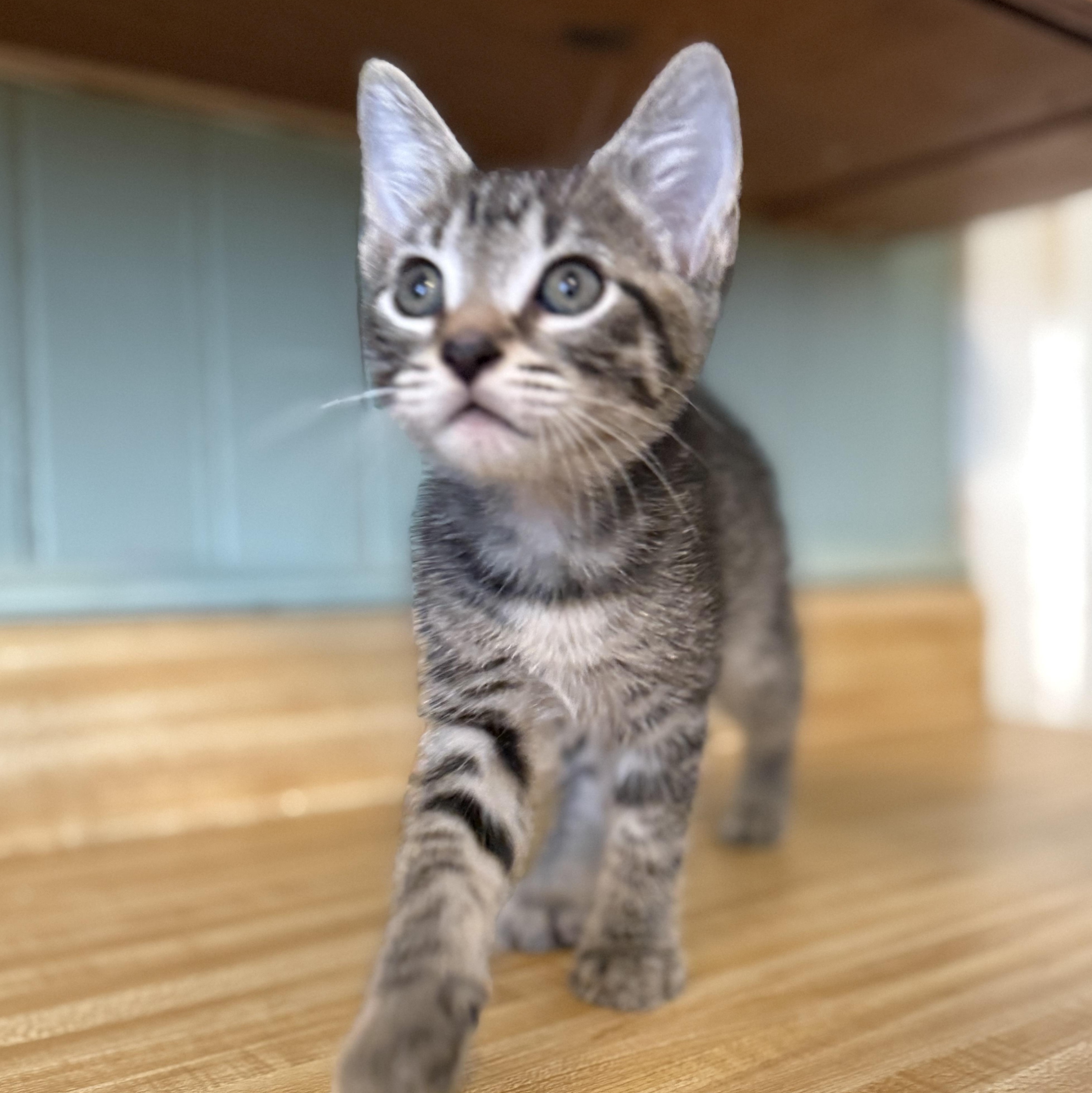 Enlarge Uno, a Adoptable Domestic Short Hair in Clinton, NC image 3/3