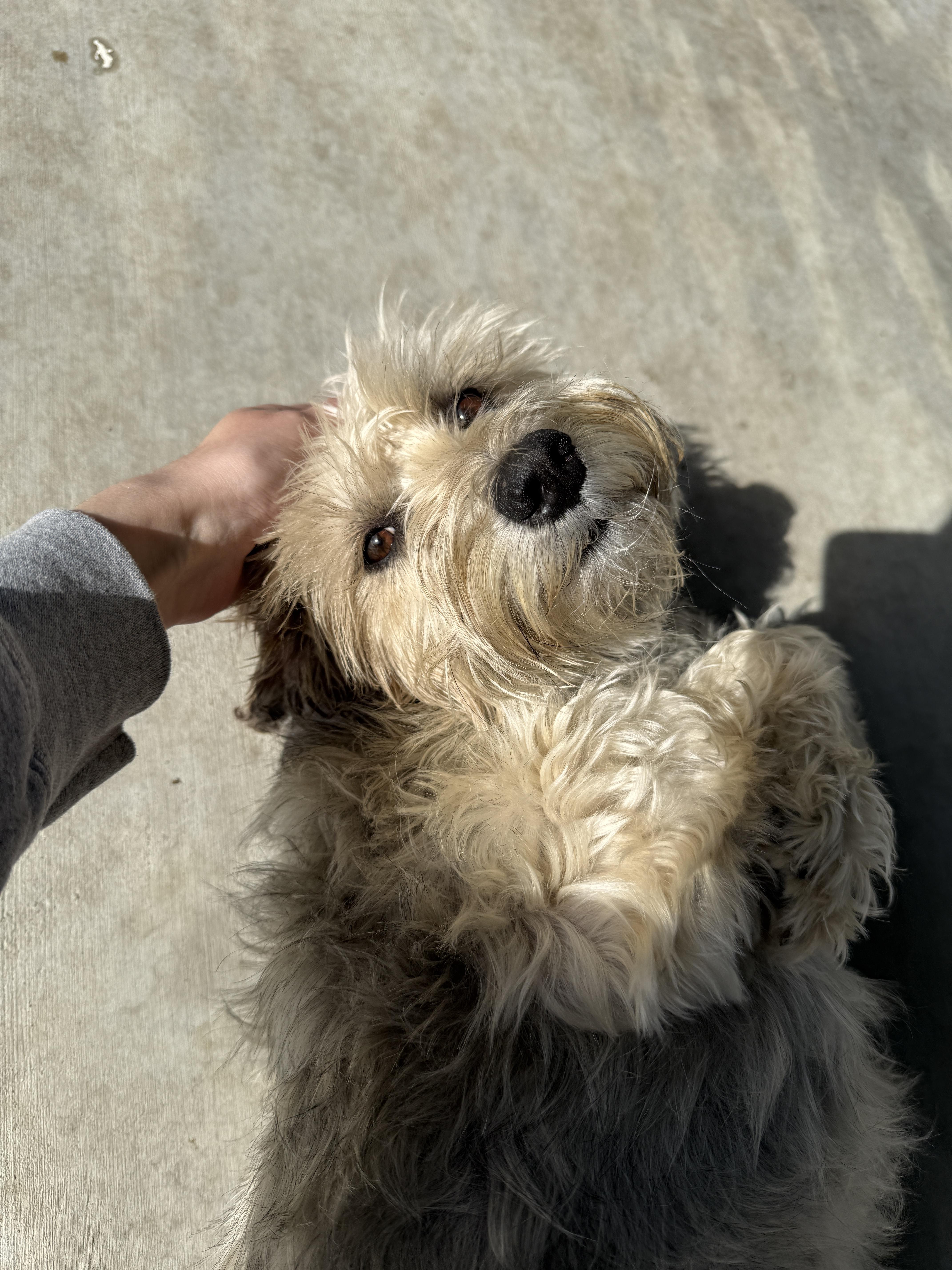 Sadie (Nori), an adoptable mixed breed in Springfield, MO image 4/4