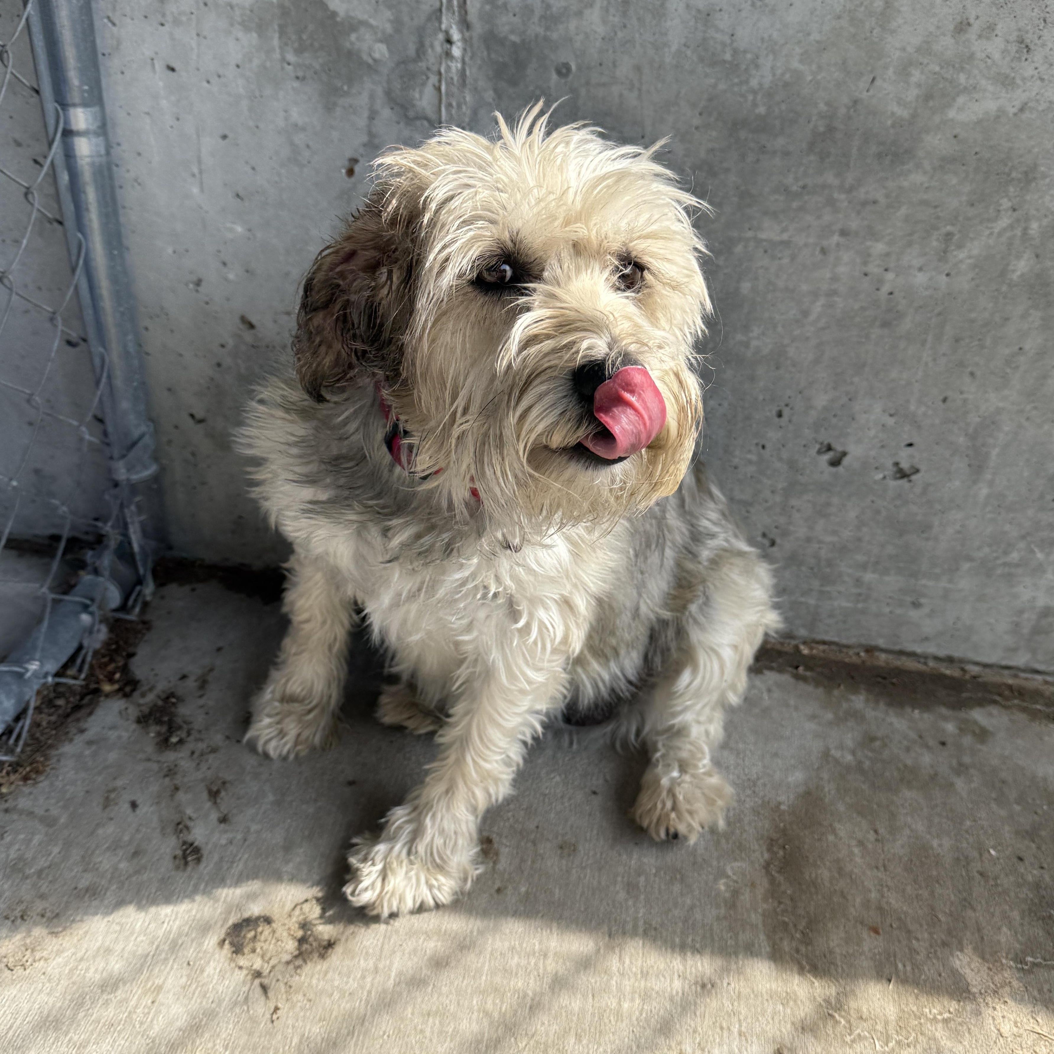 Sadie (Nori), an adoptable mixed breed in Springfield, MO image 3/4
