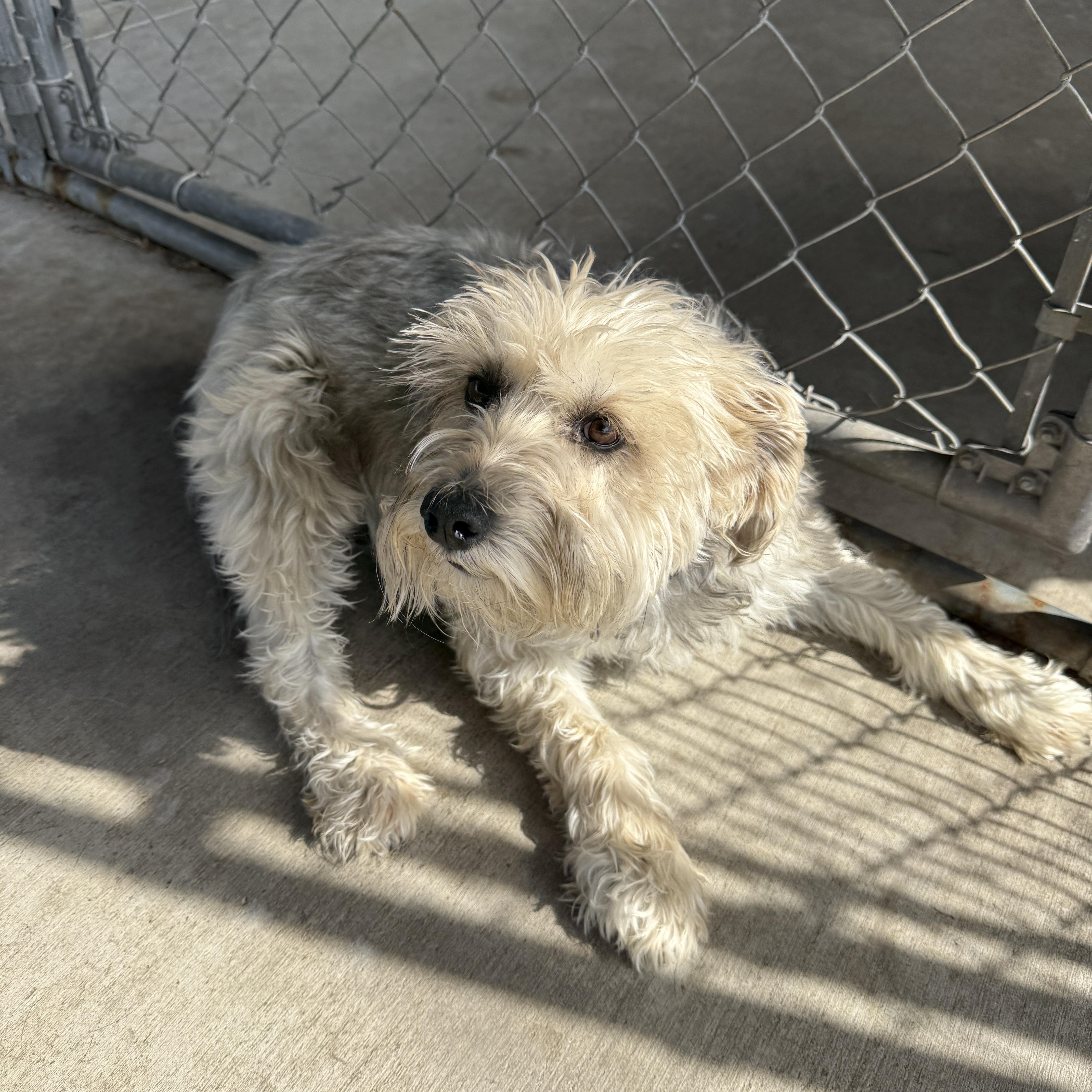 Sadie (Nori), an adoptable mixed breed in Springfield, MO image 1/4