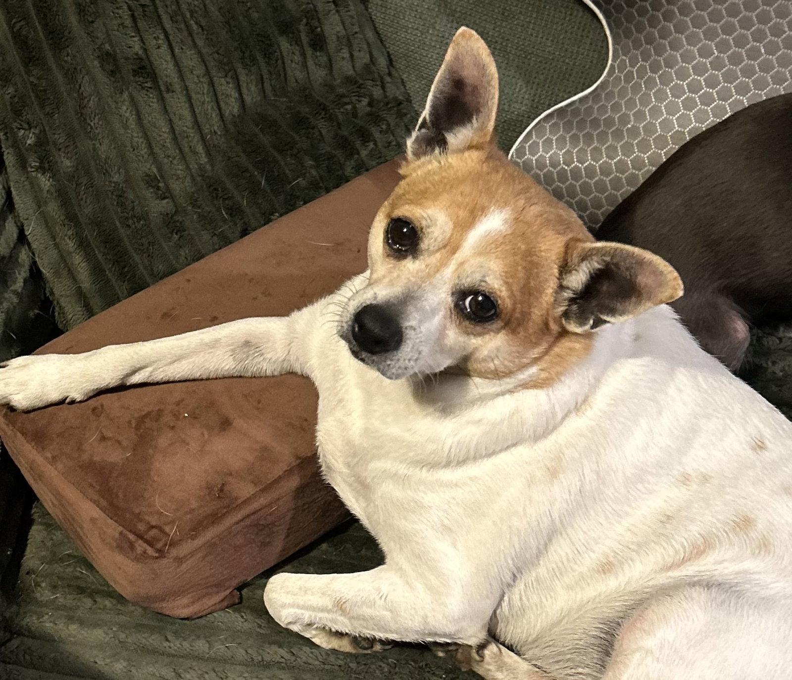 Bruiser, Adoptable, Adult Male Jack Russell Terrier.