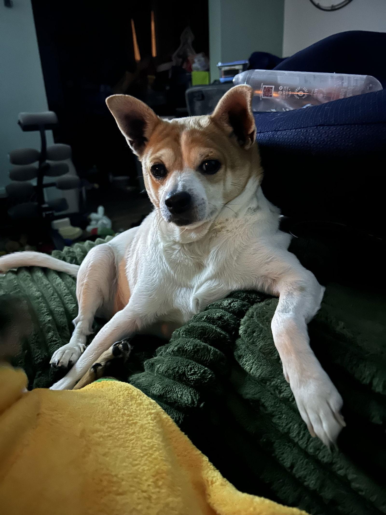 Enlarge Bruiser, a Adoptable Jack Russell Terrier in Cuyahoga Falls, OH image 1/3